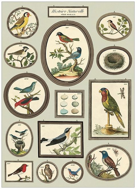 Natural History Bird Chart image1.jpg