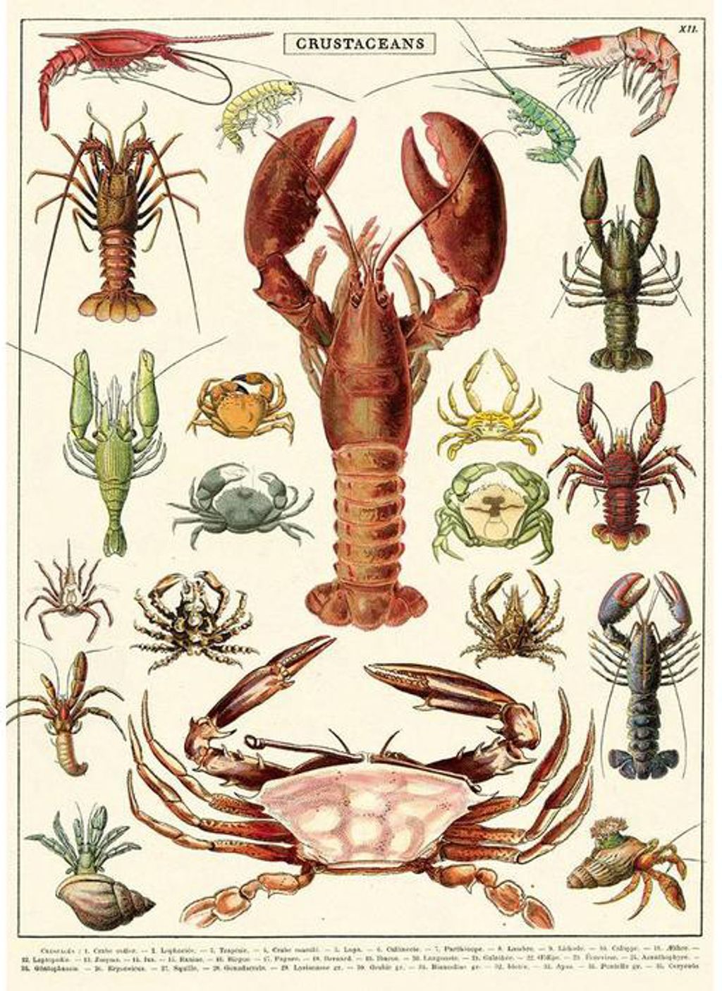 cavallini-papers-co-cavallini-crustaceans-wrap-pos.jpg