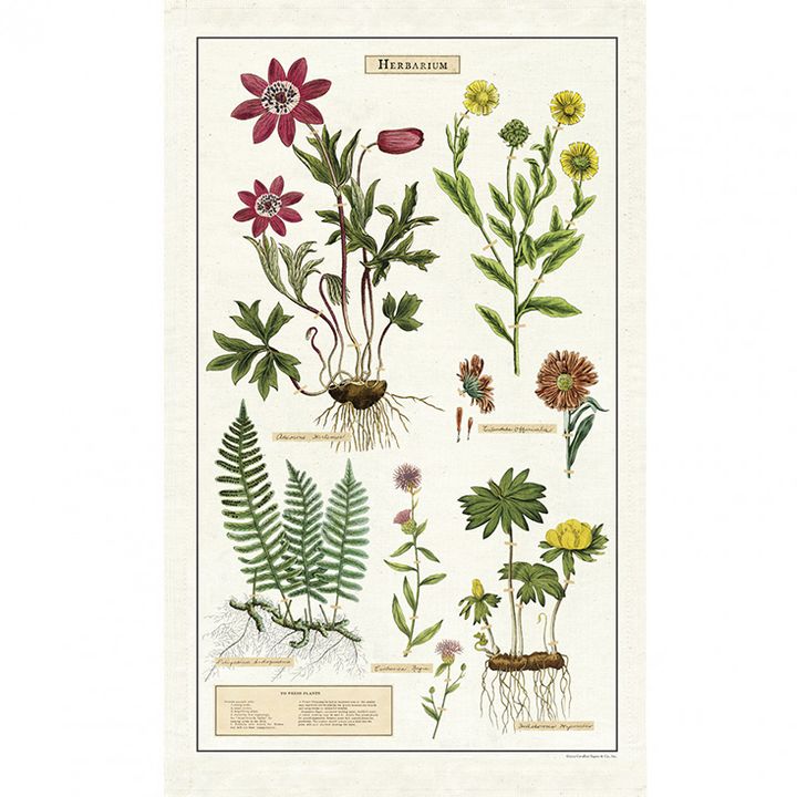 TT_HERB-small__19603.1587218909.1280.1280.jpg