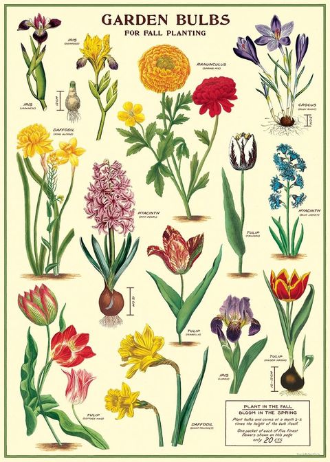 cavallini-co-vintage-school-poster-garden-bulbs.jpg