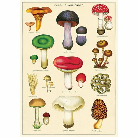 Mushroom Wrap image1.jpg