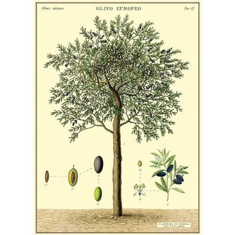 olive tree1.jpg