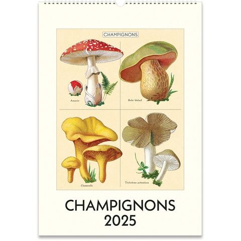 cal25_28_champignons_wall_l