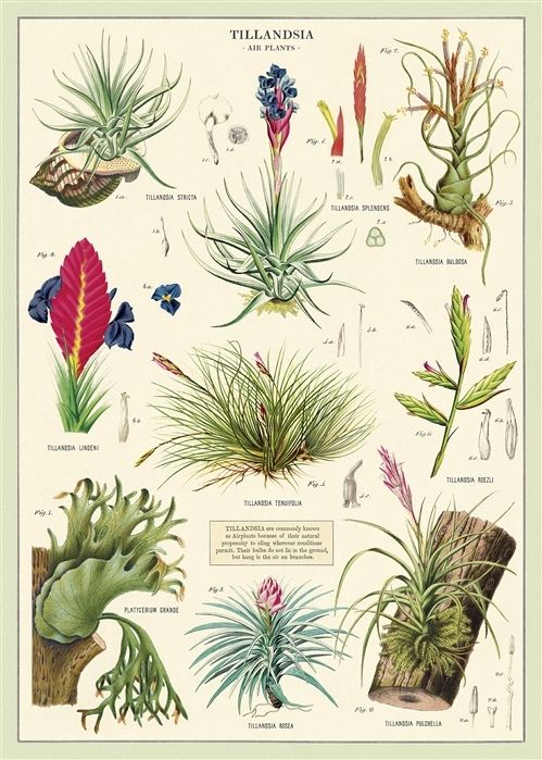空氣植物.jpg