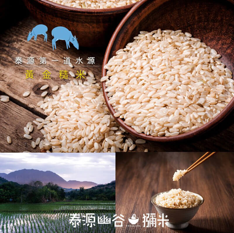 黃金糙米