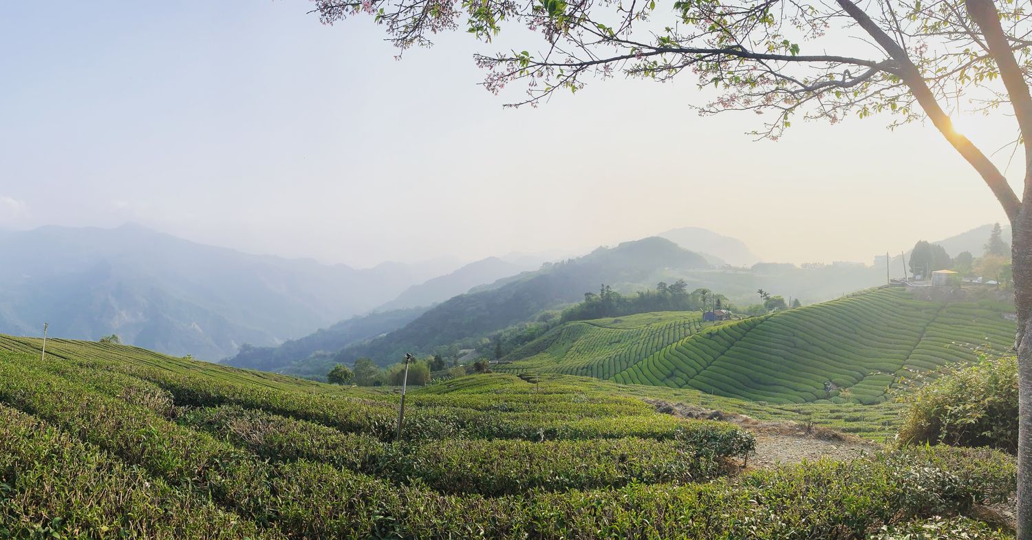 DLIC TEA |在地風味好茶 | 加入會員首購95折與2%回饋金