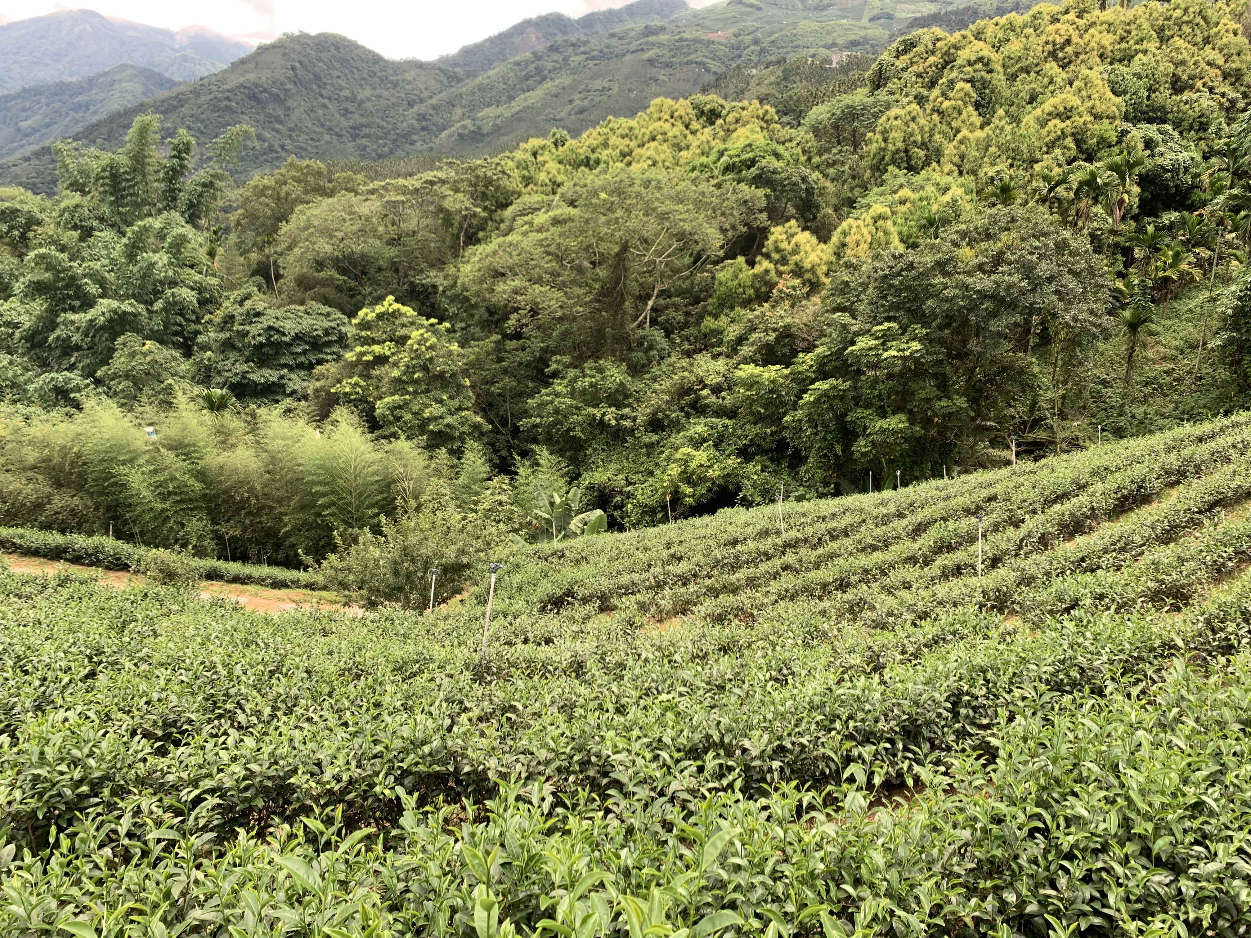 阿里山茶區太興茶園.jpg