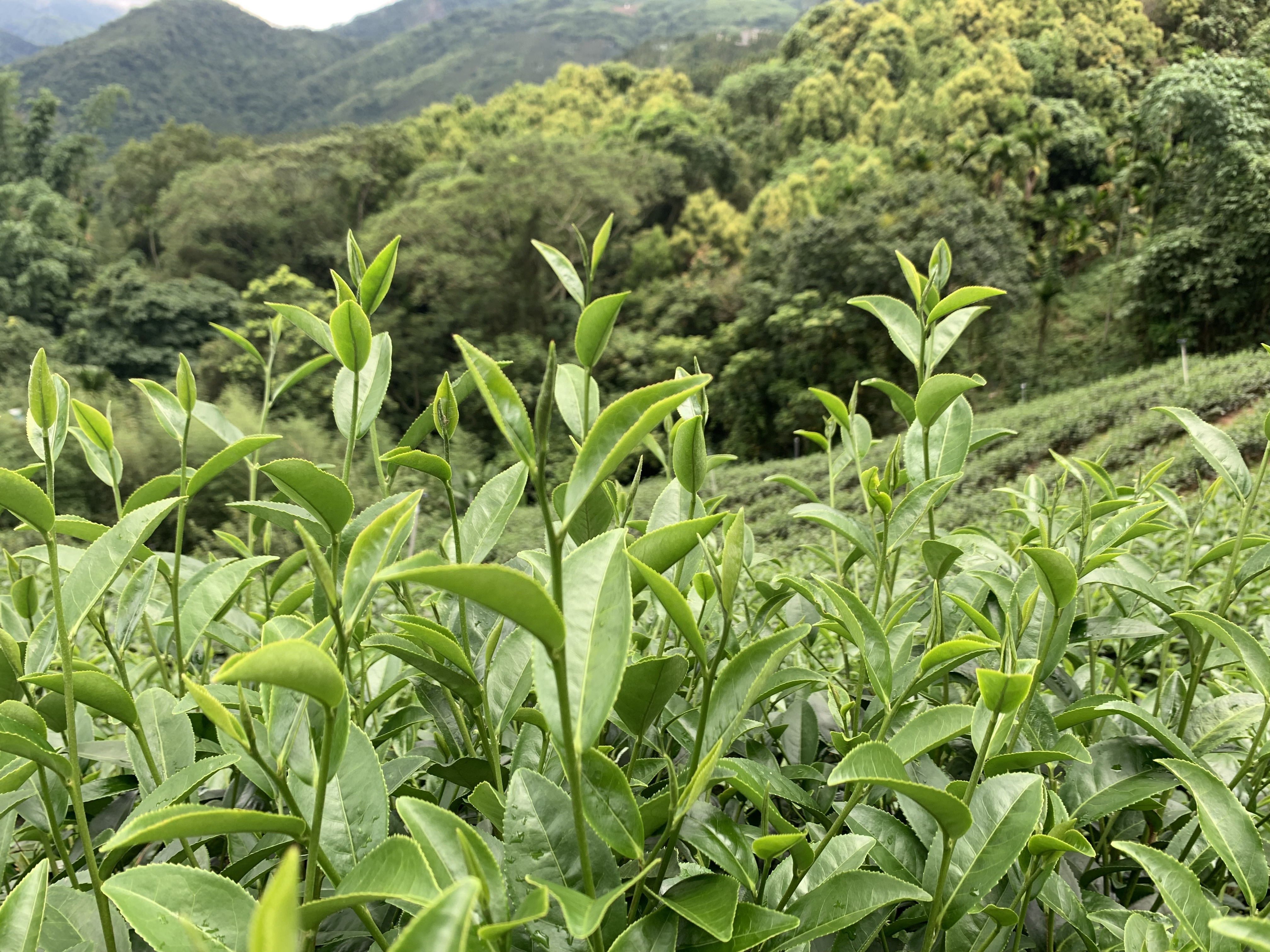 太興金萱茶樹.jpg