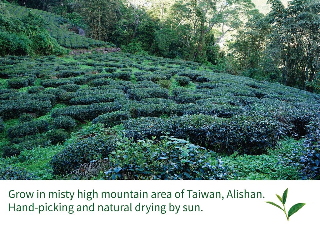 Alishan Tea Field.jpg