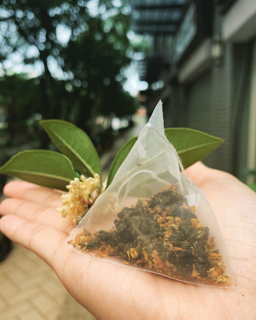 桂花烏龍茶包.JPG