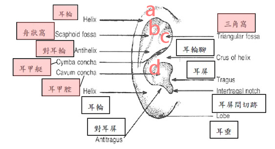 外耳2.jpg