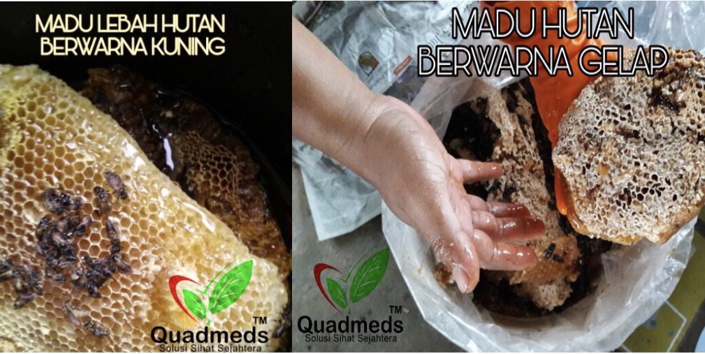 Mengapa Madu Quad Tualang Emas ada berwarna kuning dan ada berwarna gelap? Berbezakah dari segi khasiatnya?