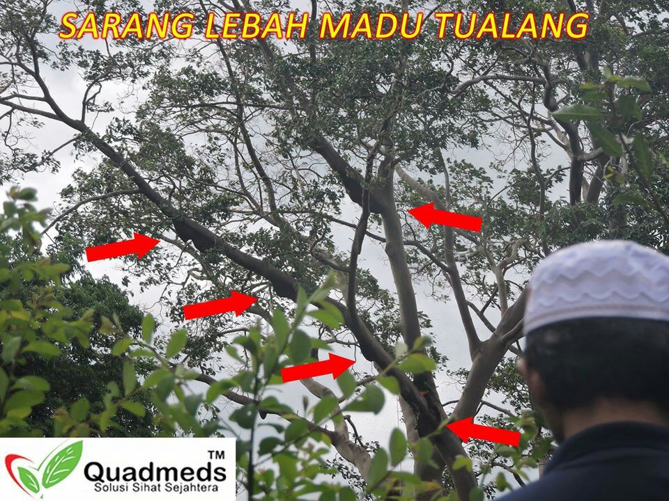 sumber madu asli tualang di hutan