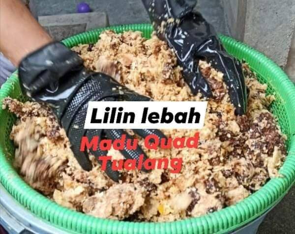 Lilin tualang.jpeg