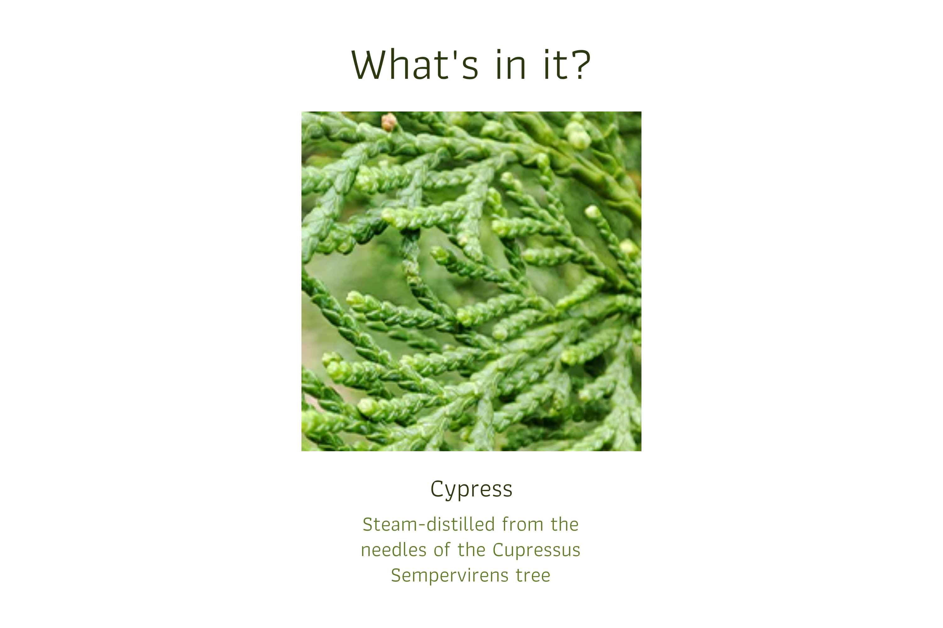 Cypress