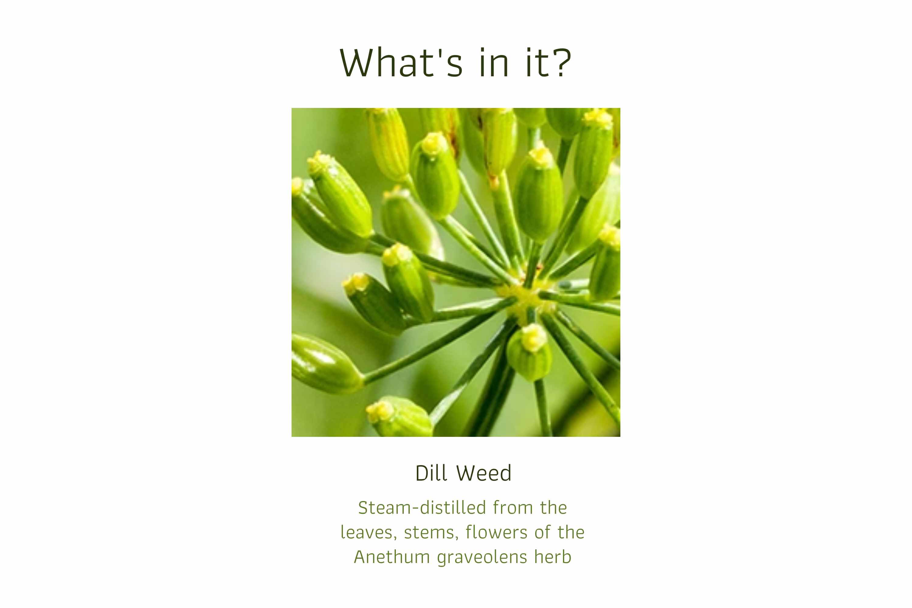 Dill Weed