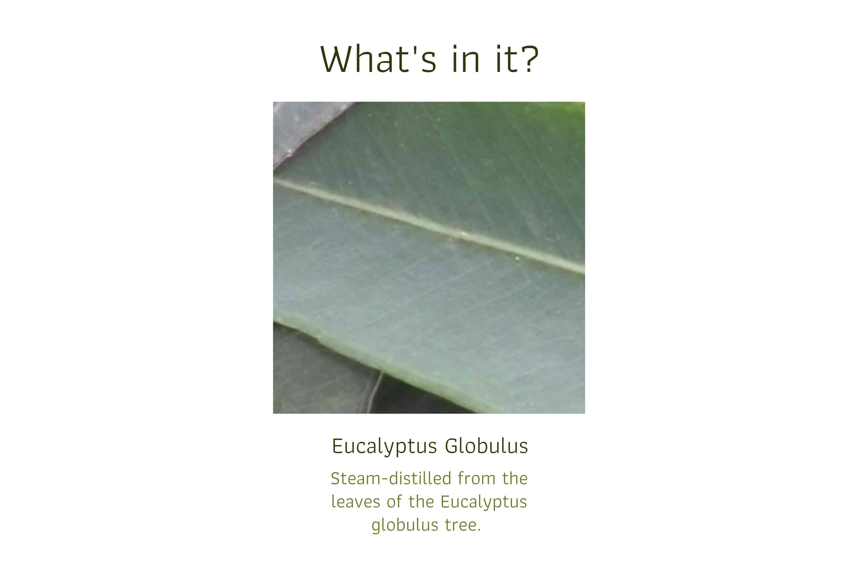Globulus