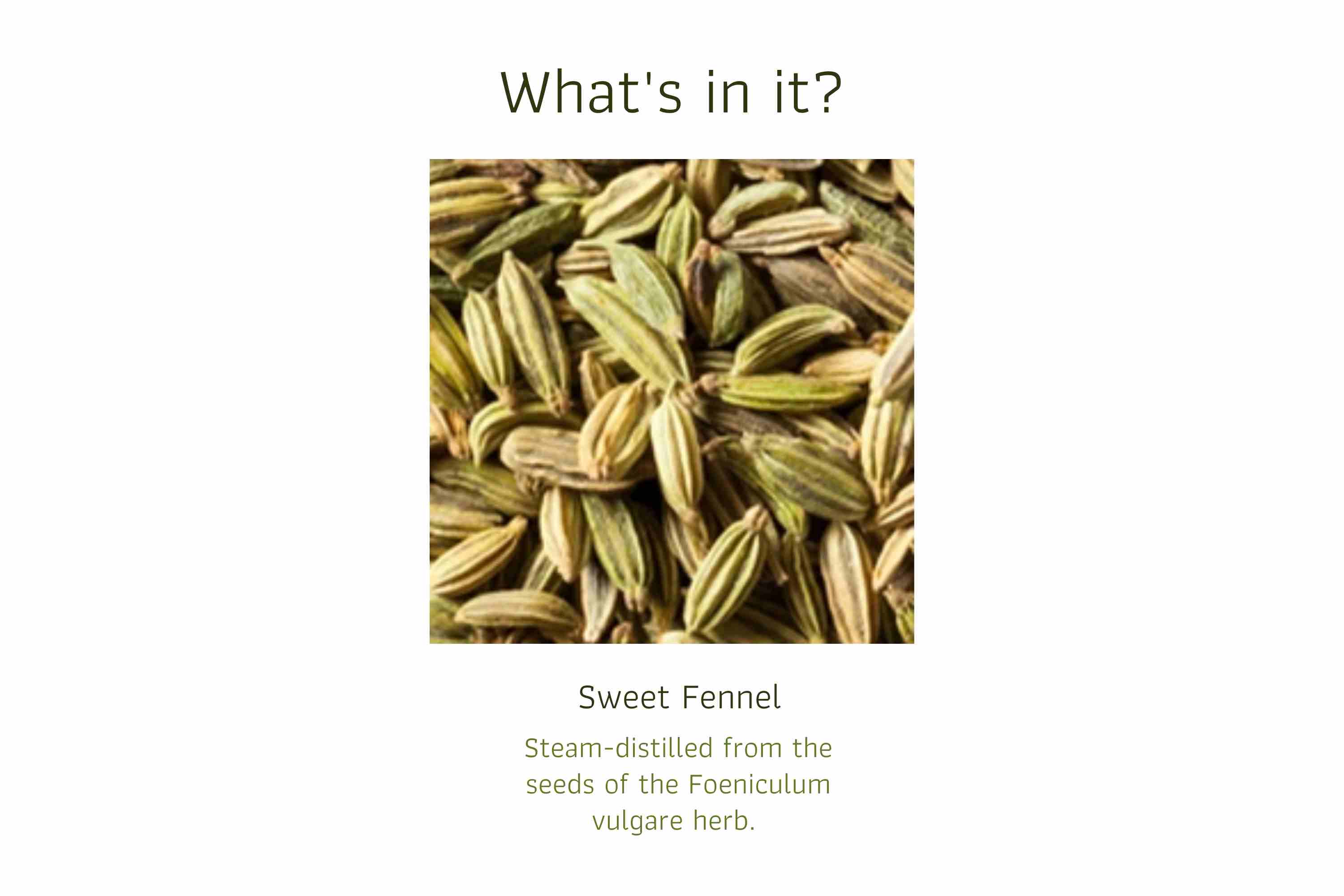 Sweet Fennel