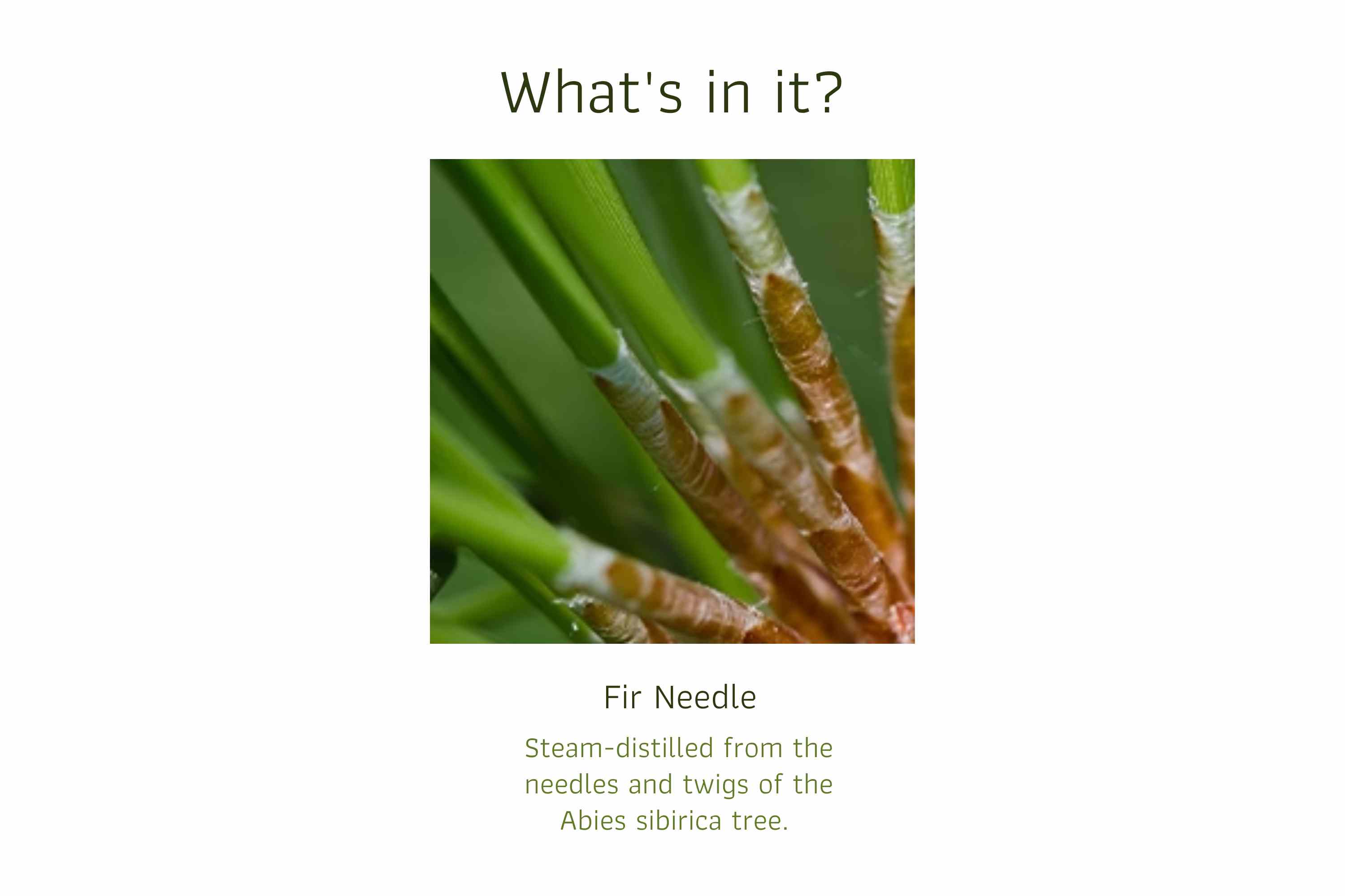 Fir Needle