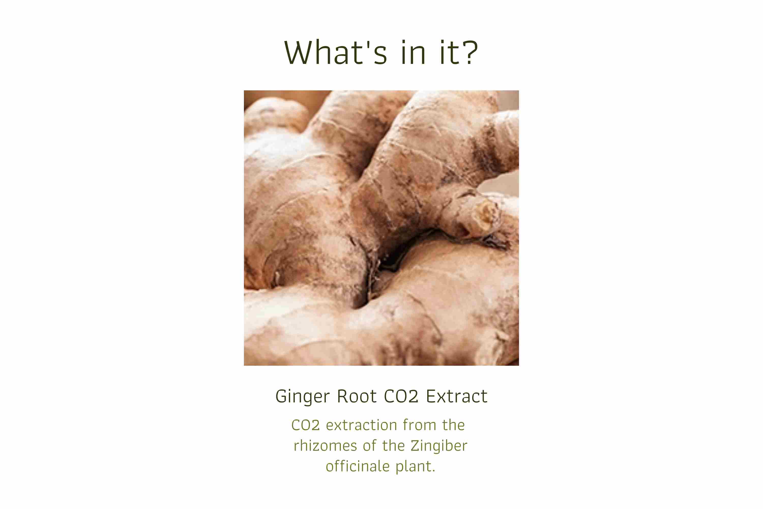 Ginger Root