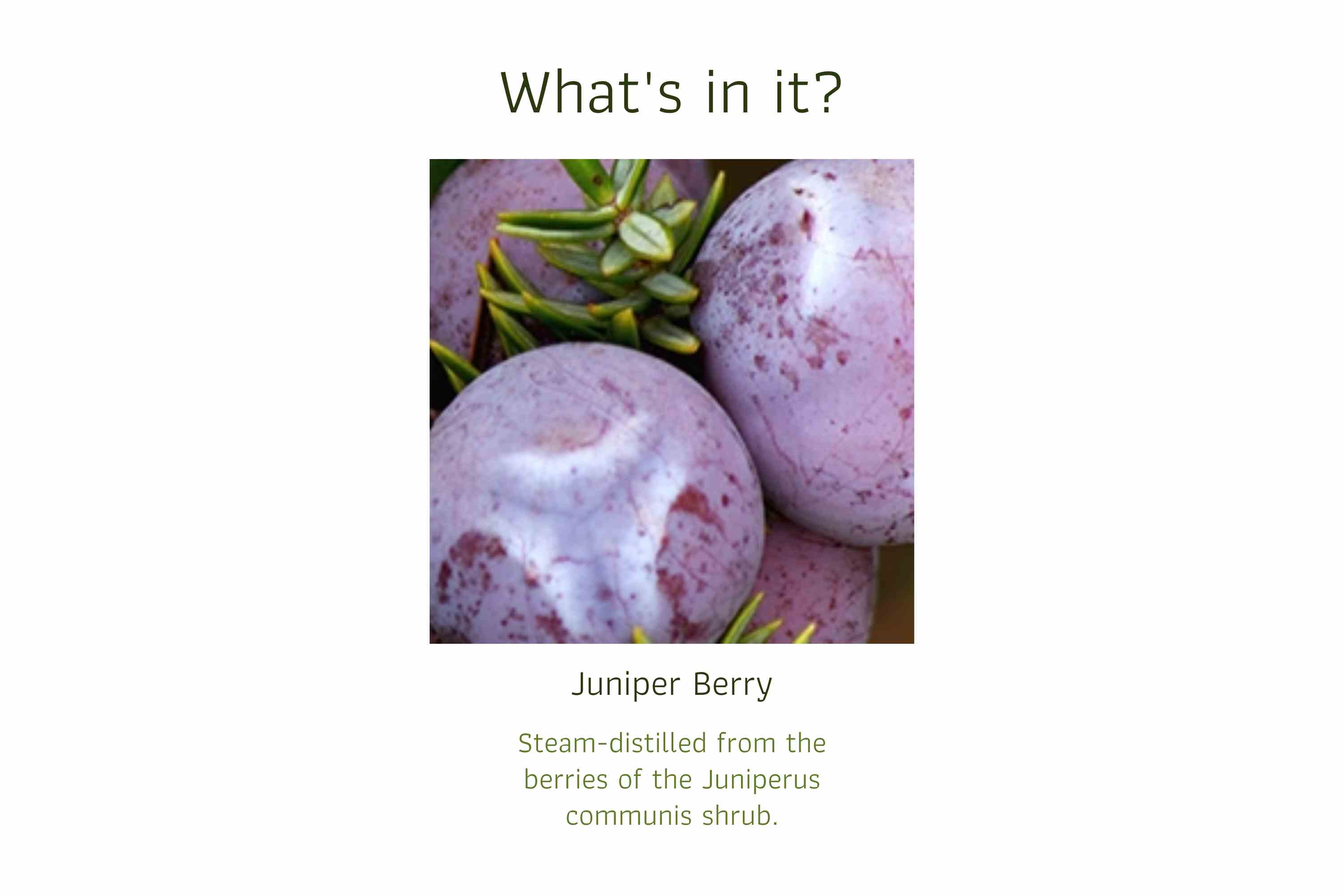 Juniper Berry (1)