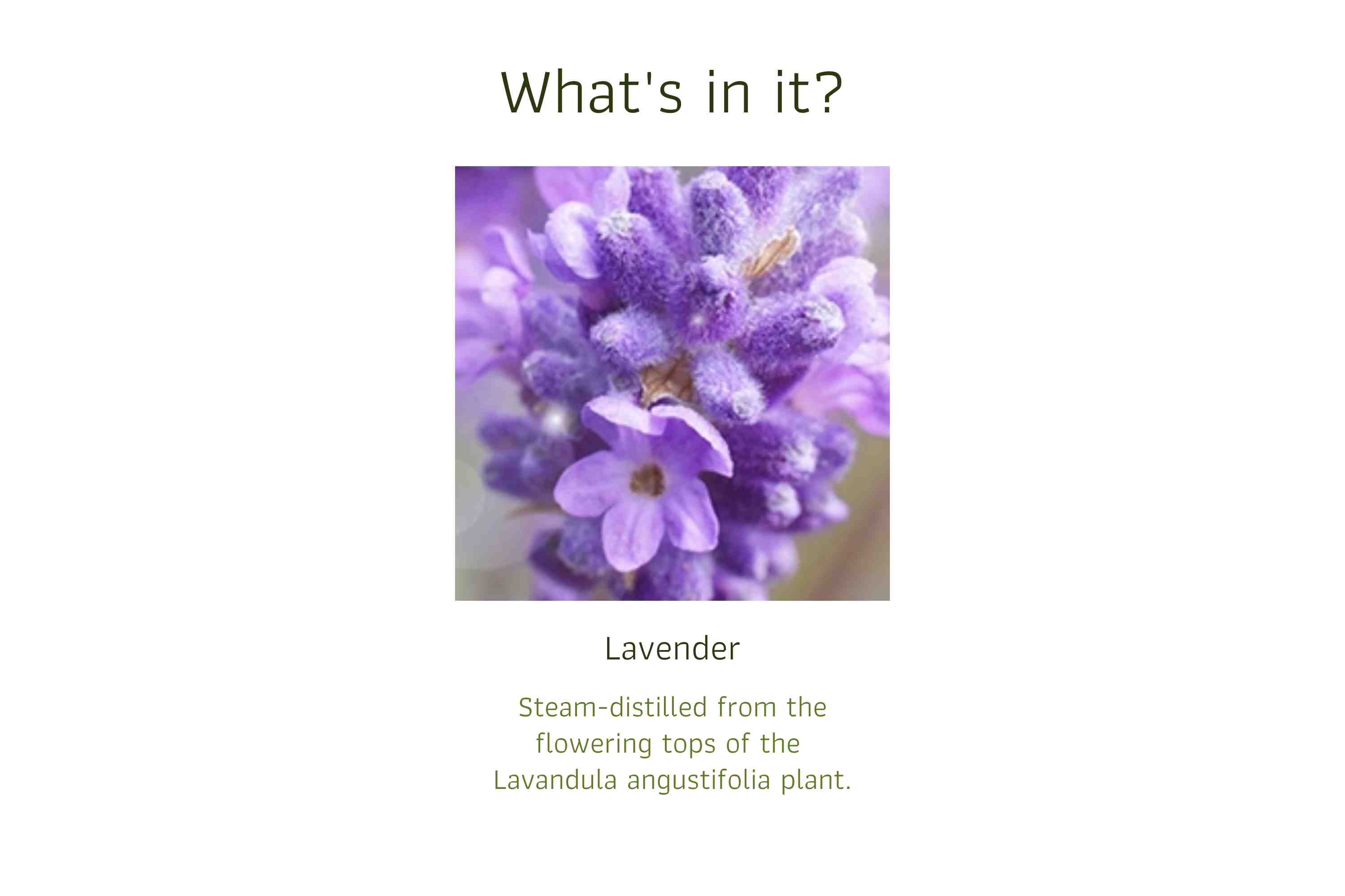 Lavender