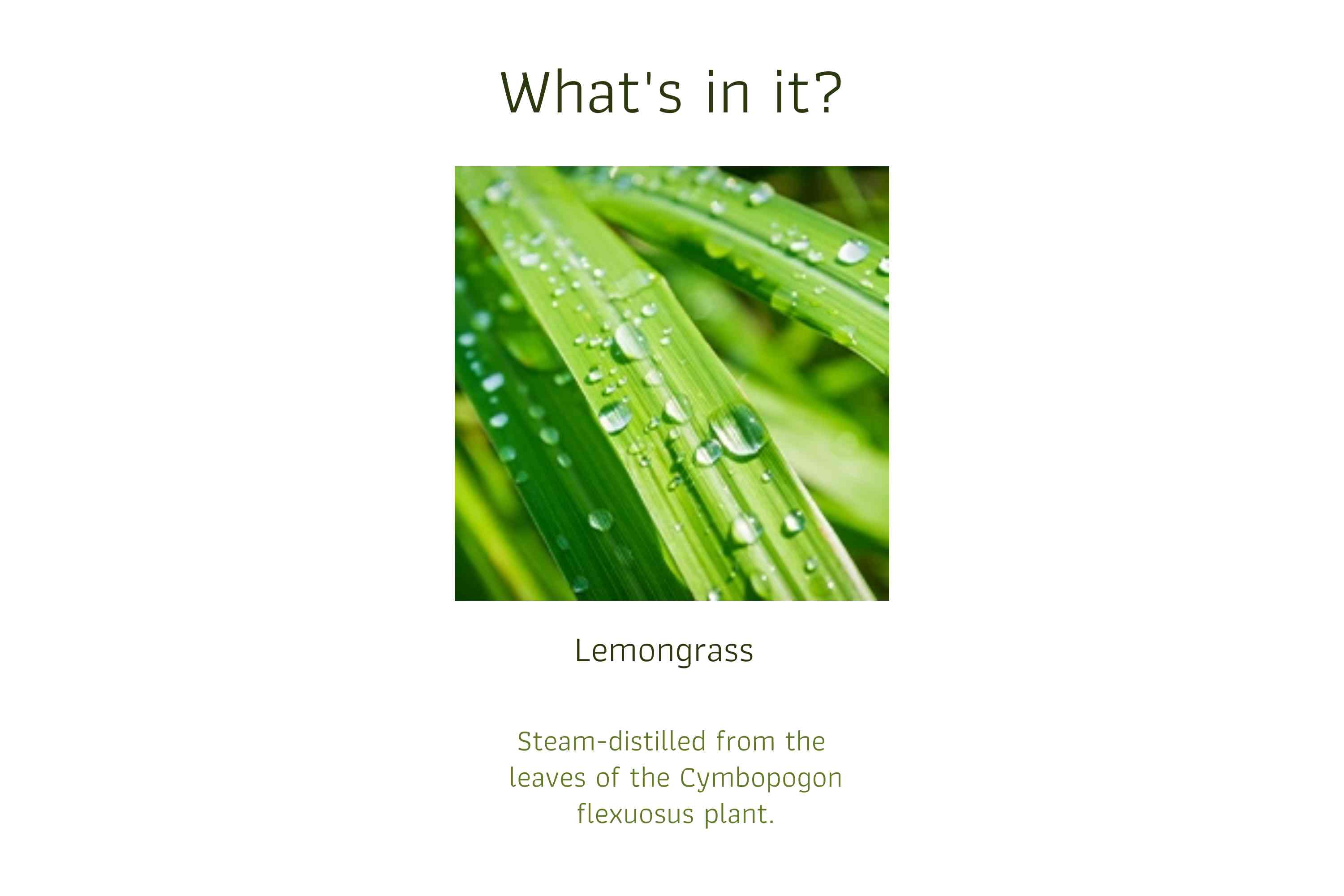 Lemongrass (1)