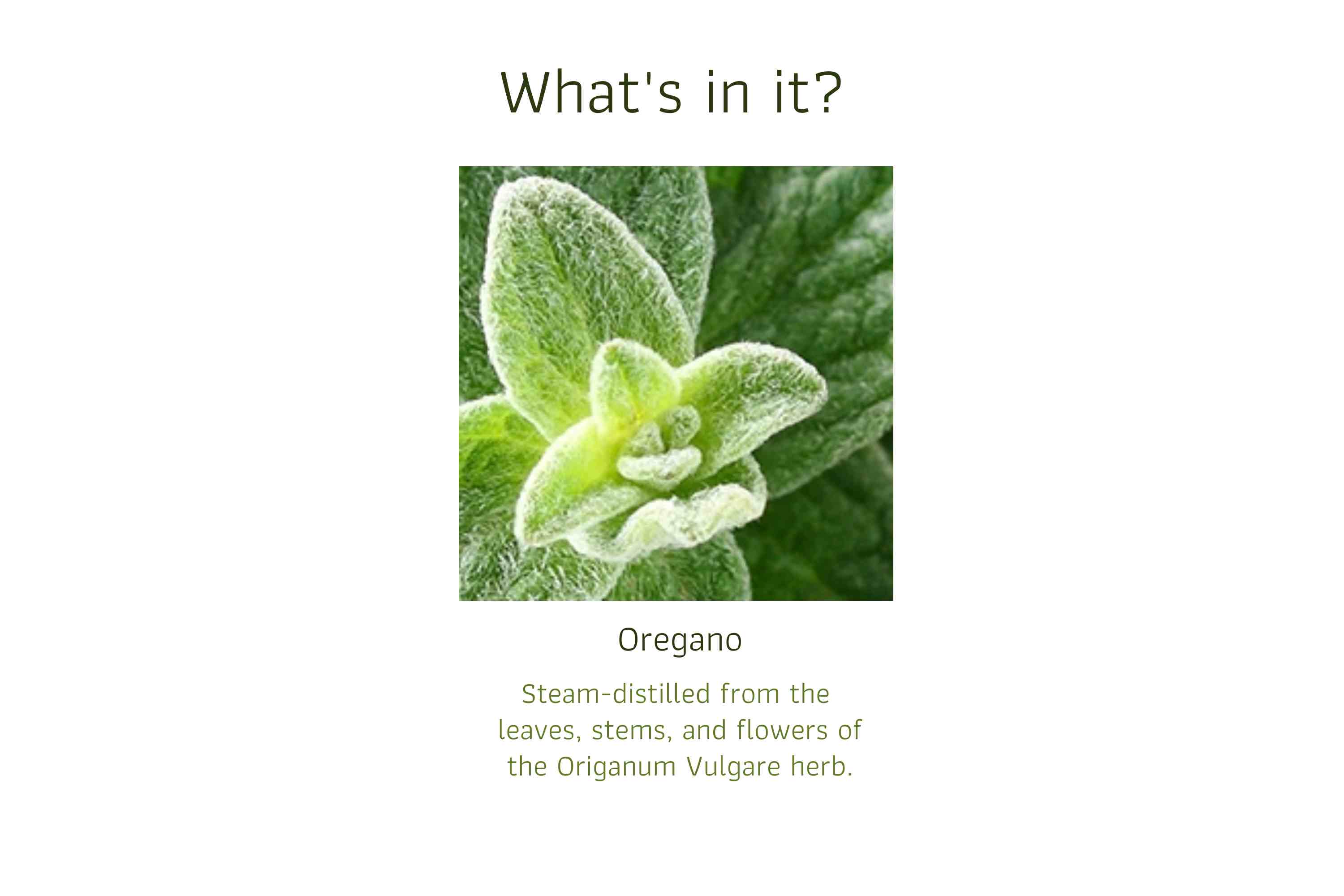Oregano (1)