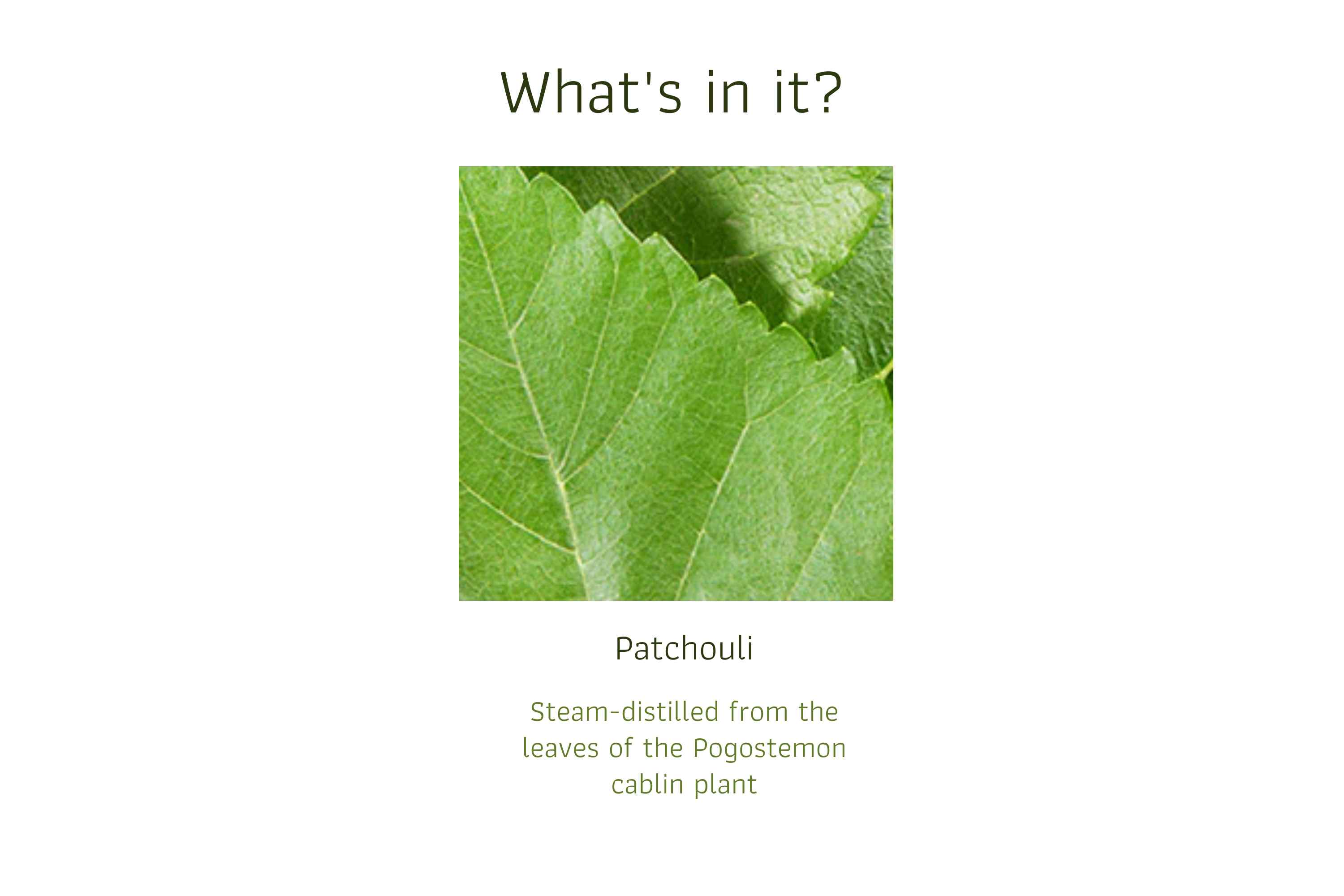 Patchouli