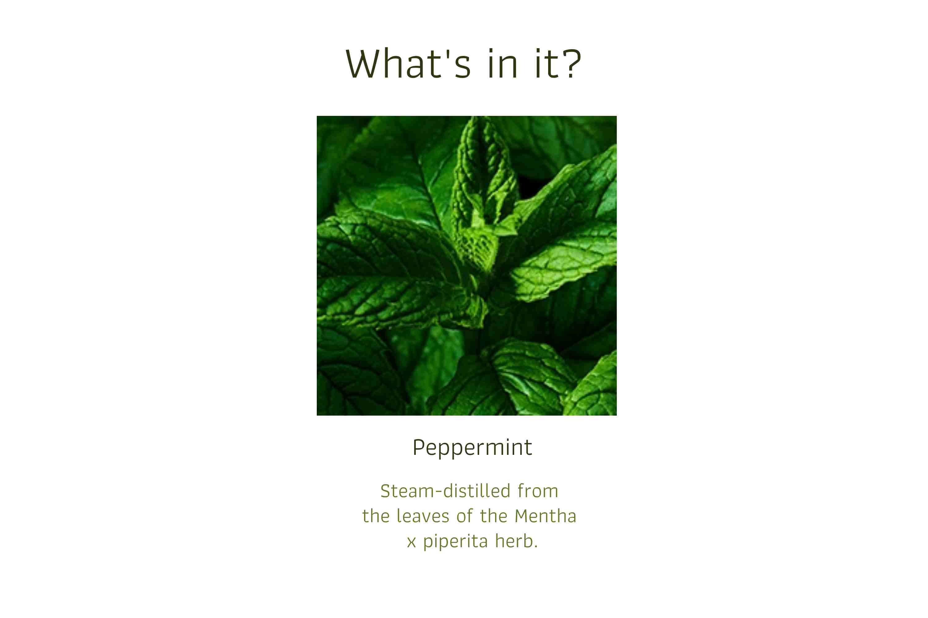 Peppermint (1)