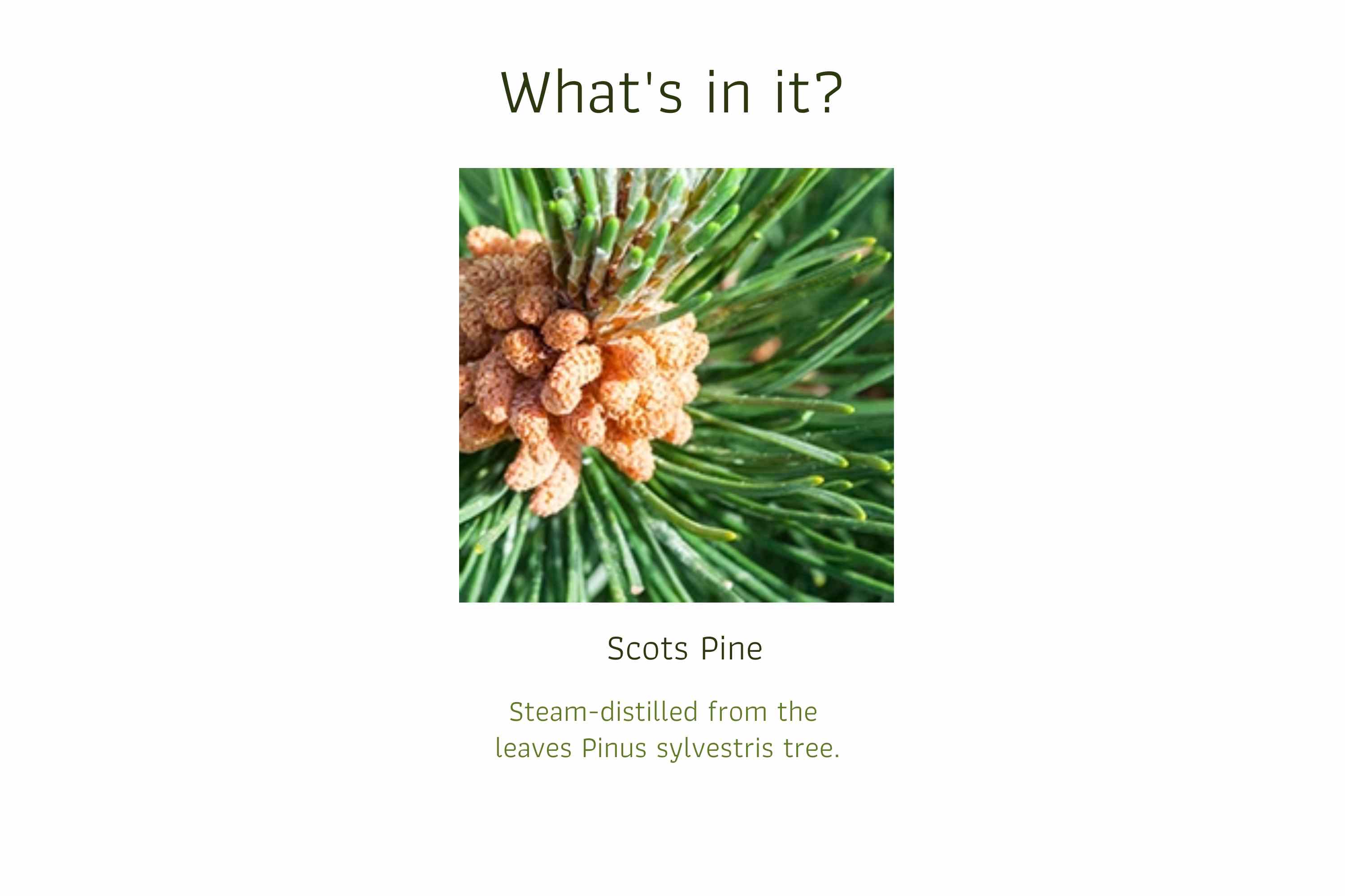 Scots Pine (1)