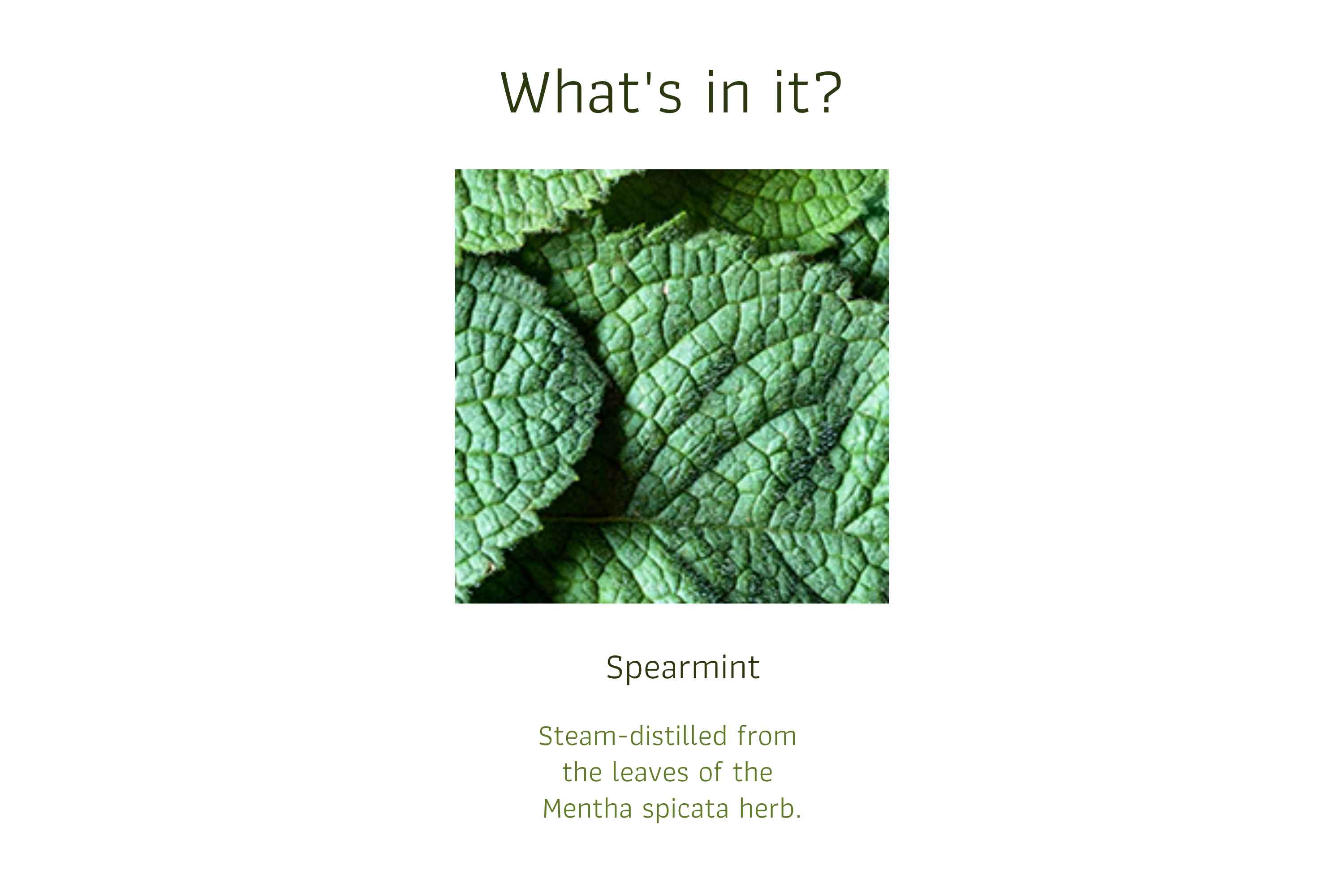Spearmint