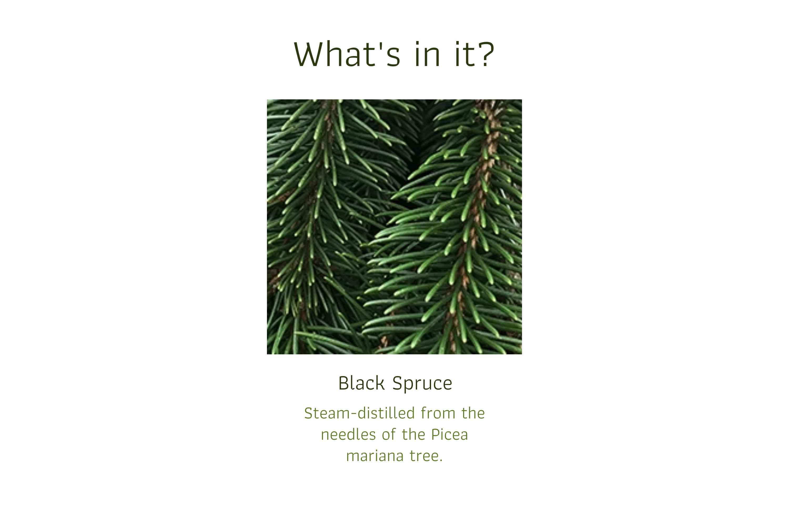 Black Spruce