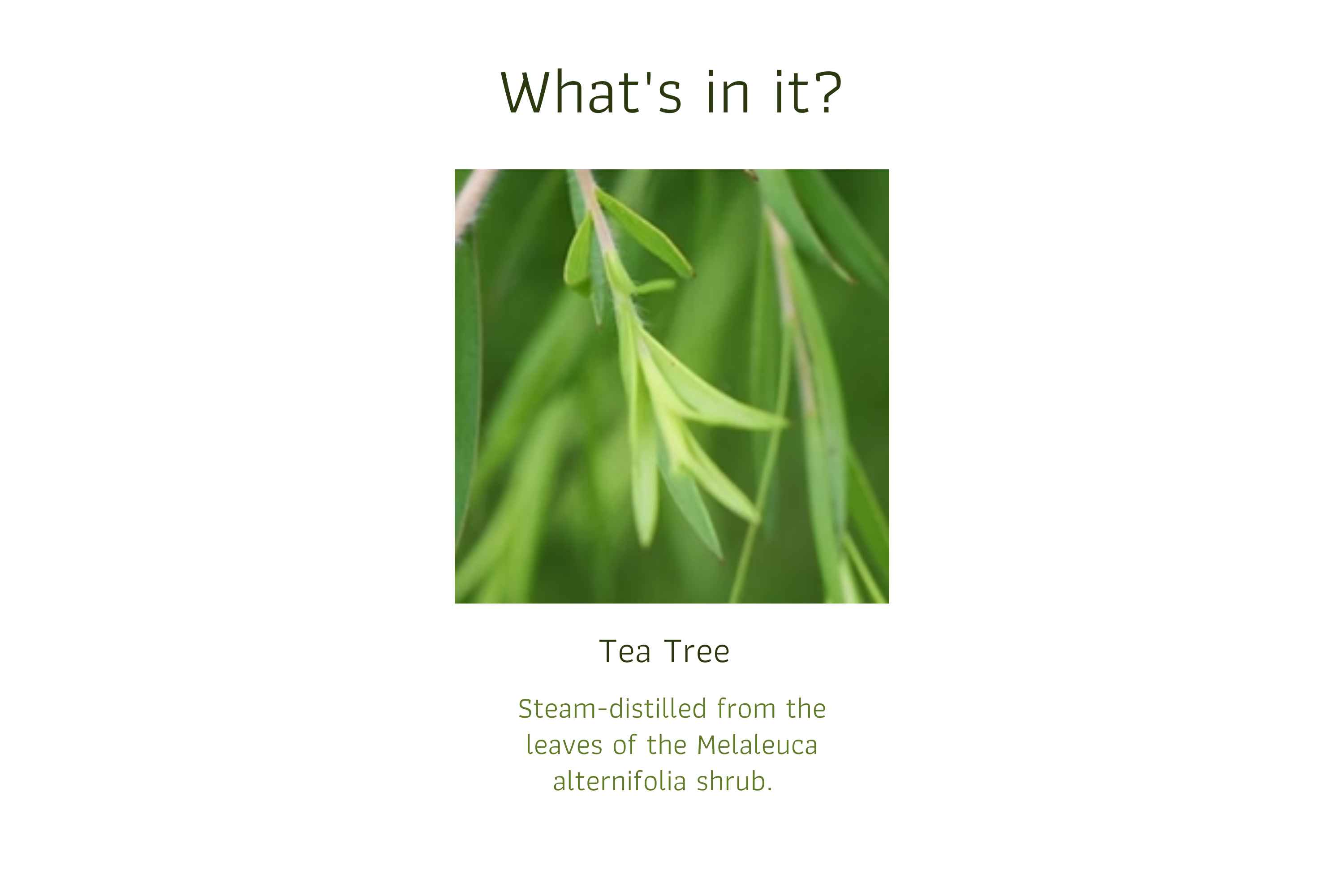 Tea Tree