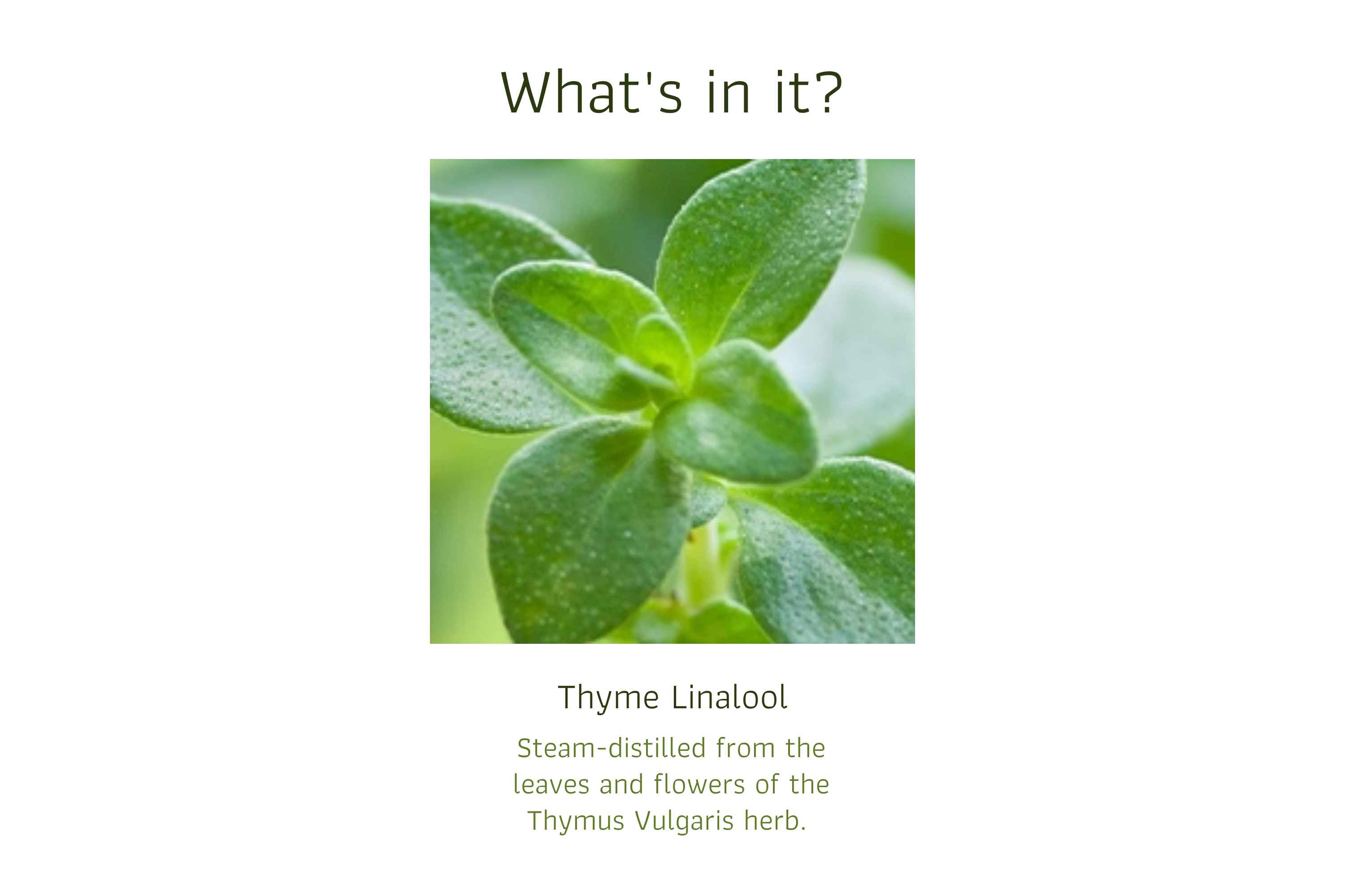 Thyme Linalool
