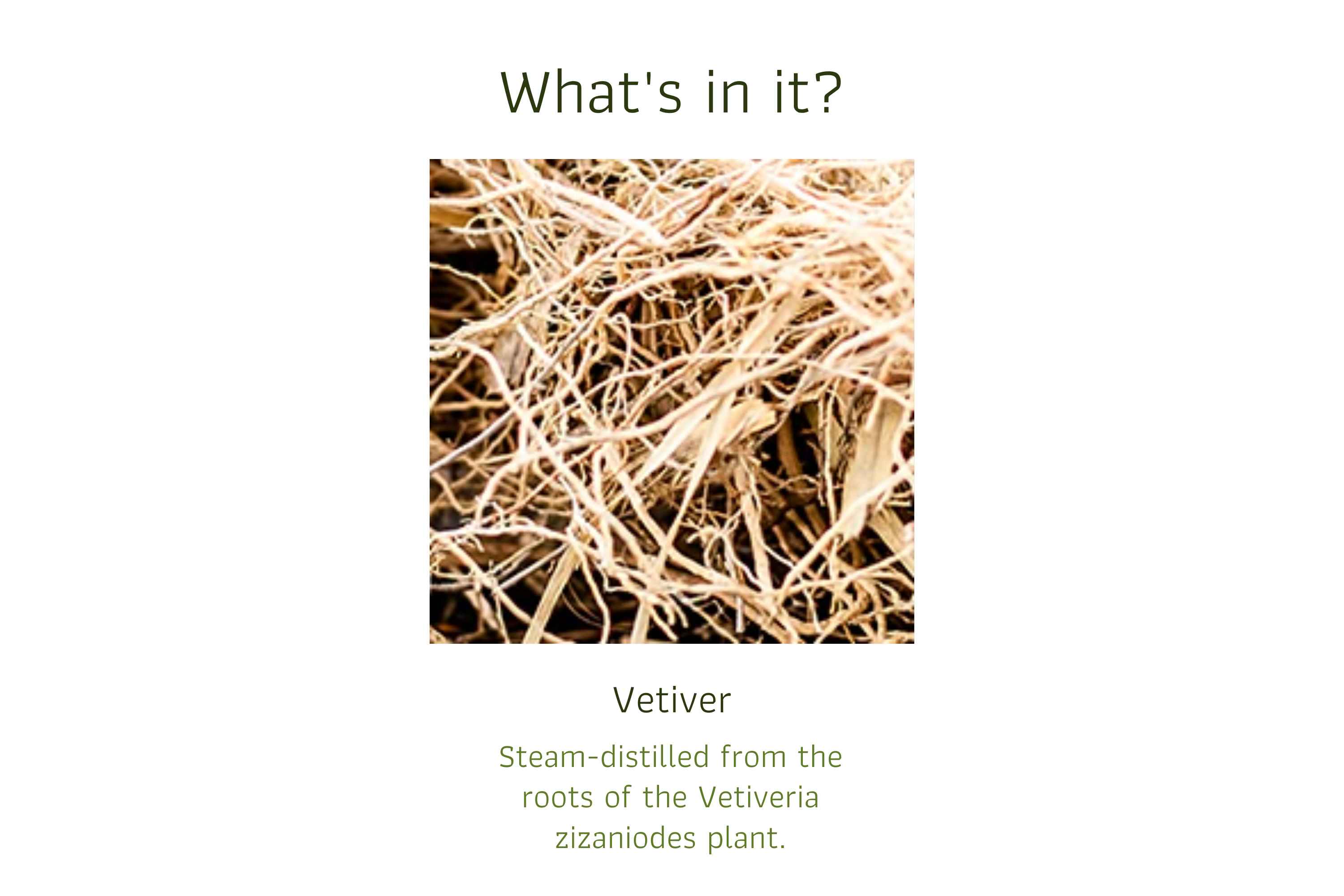 Vetiver