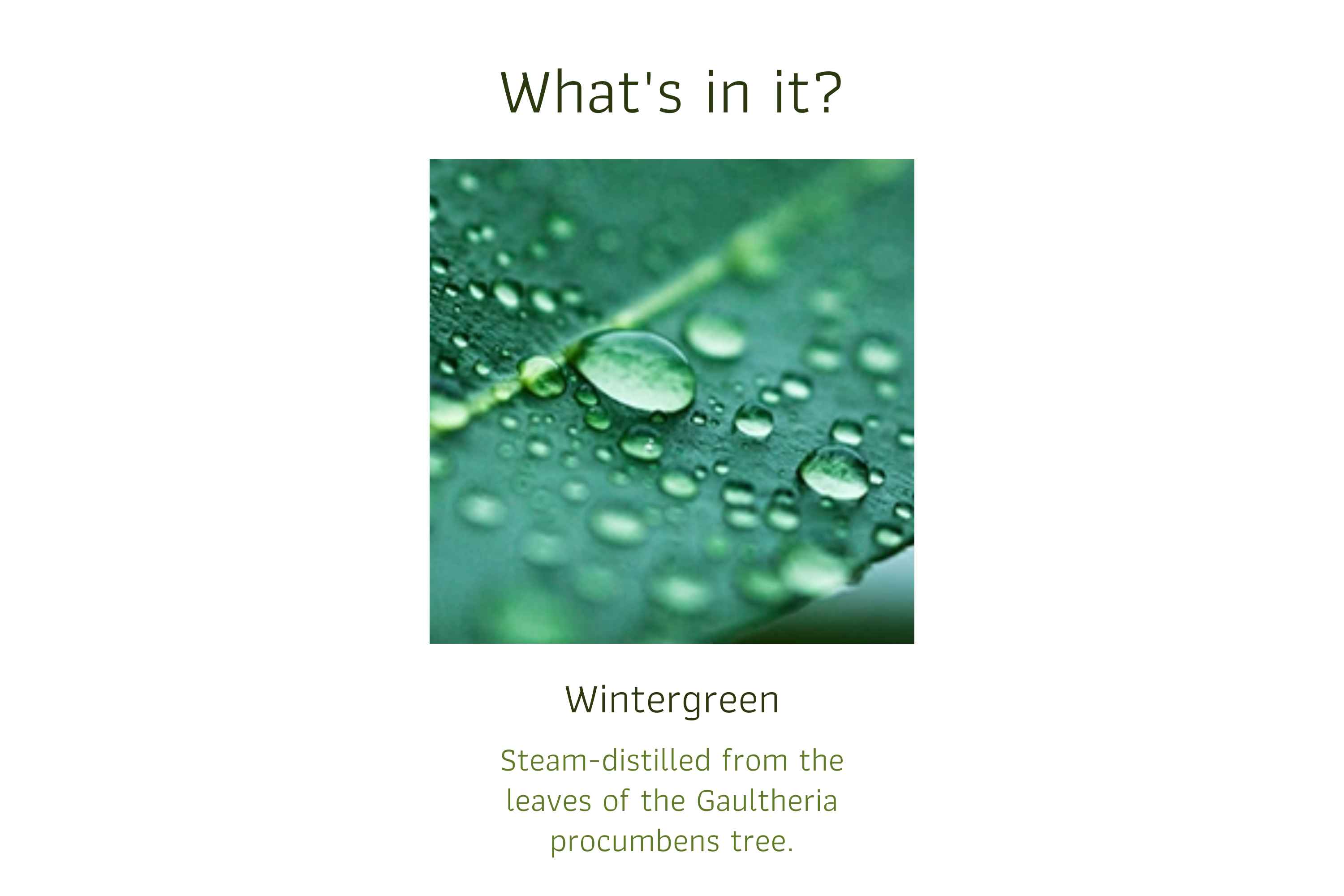 Wintergreen