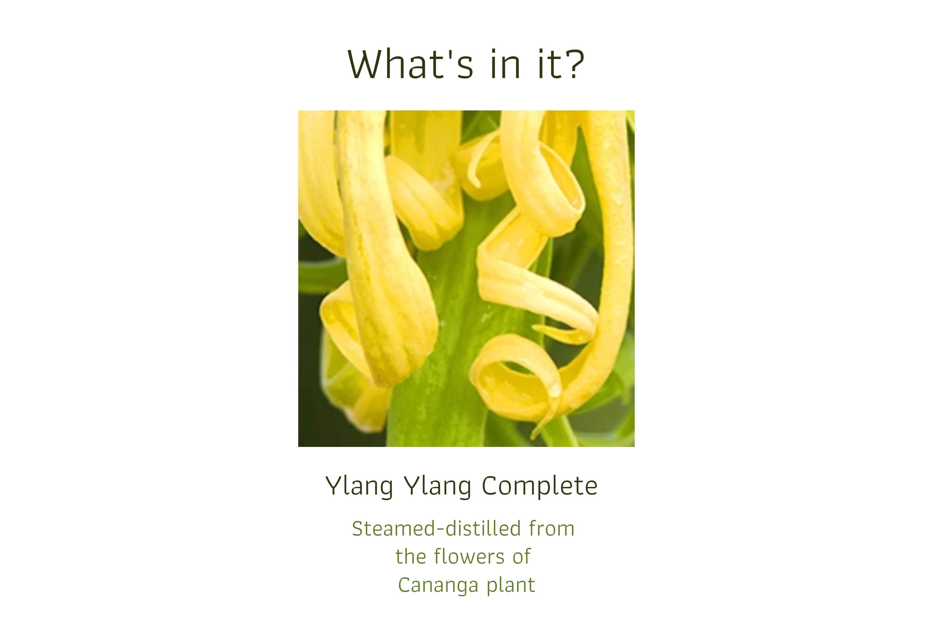 Ylang Ylang Complete