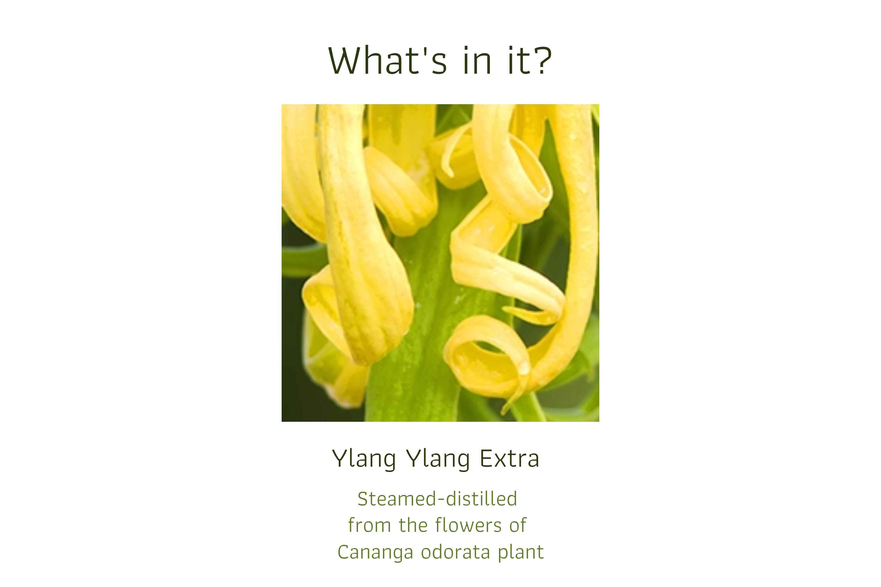 Ylang Ylang Extra