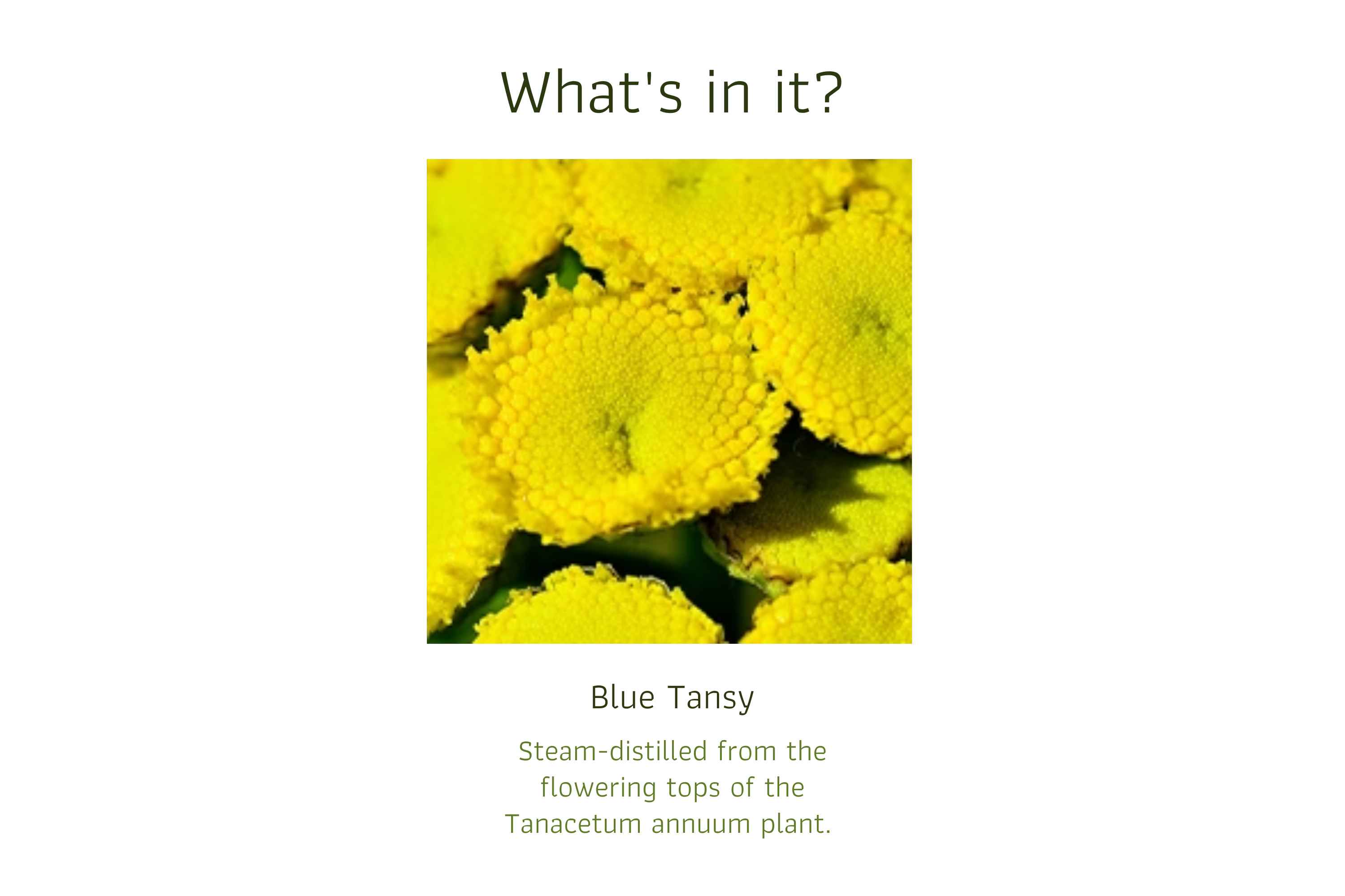 Bluen Tansy