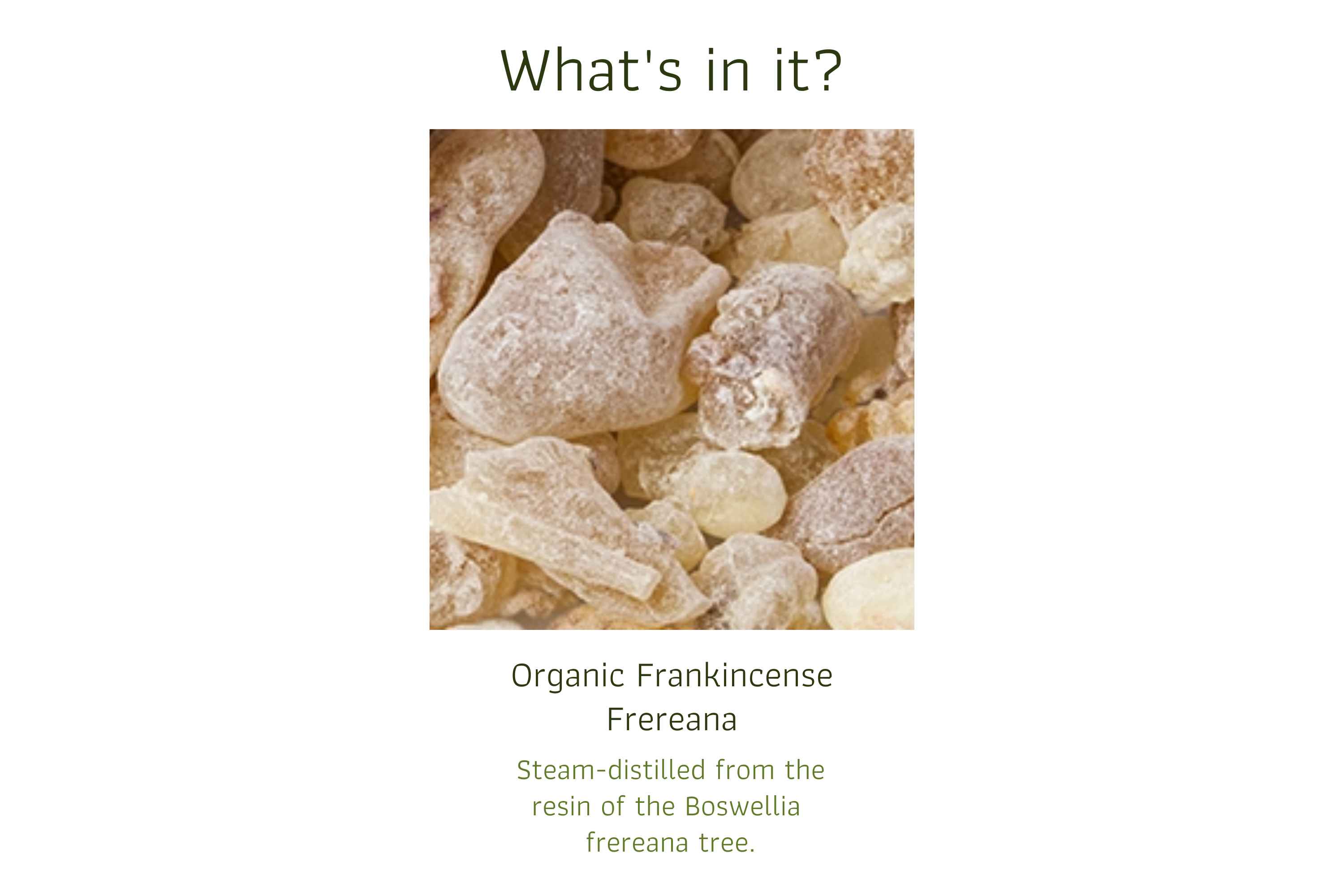 Organic Frankincense Frereana