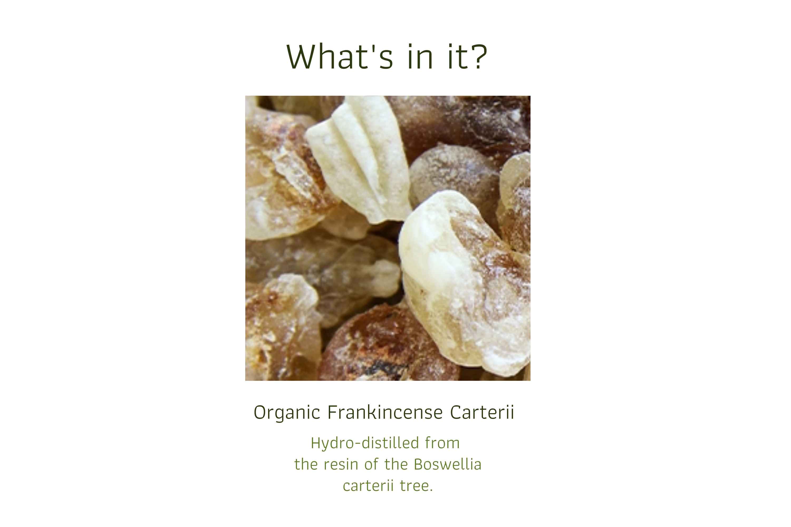 Organic Frankincense Carterii