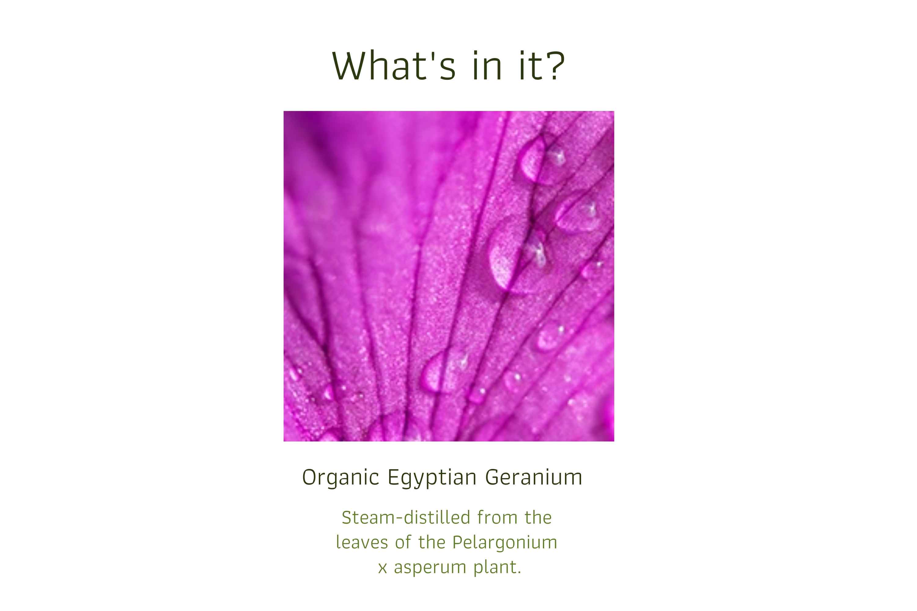 Organic Egyptian Geranium