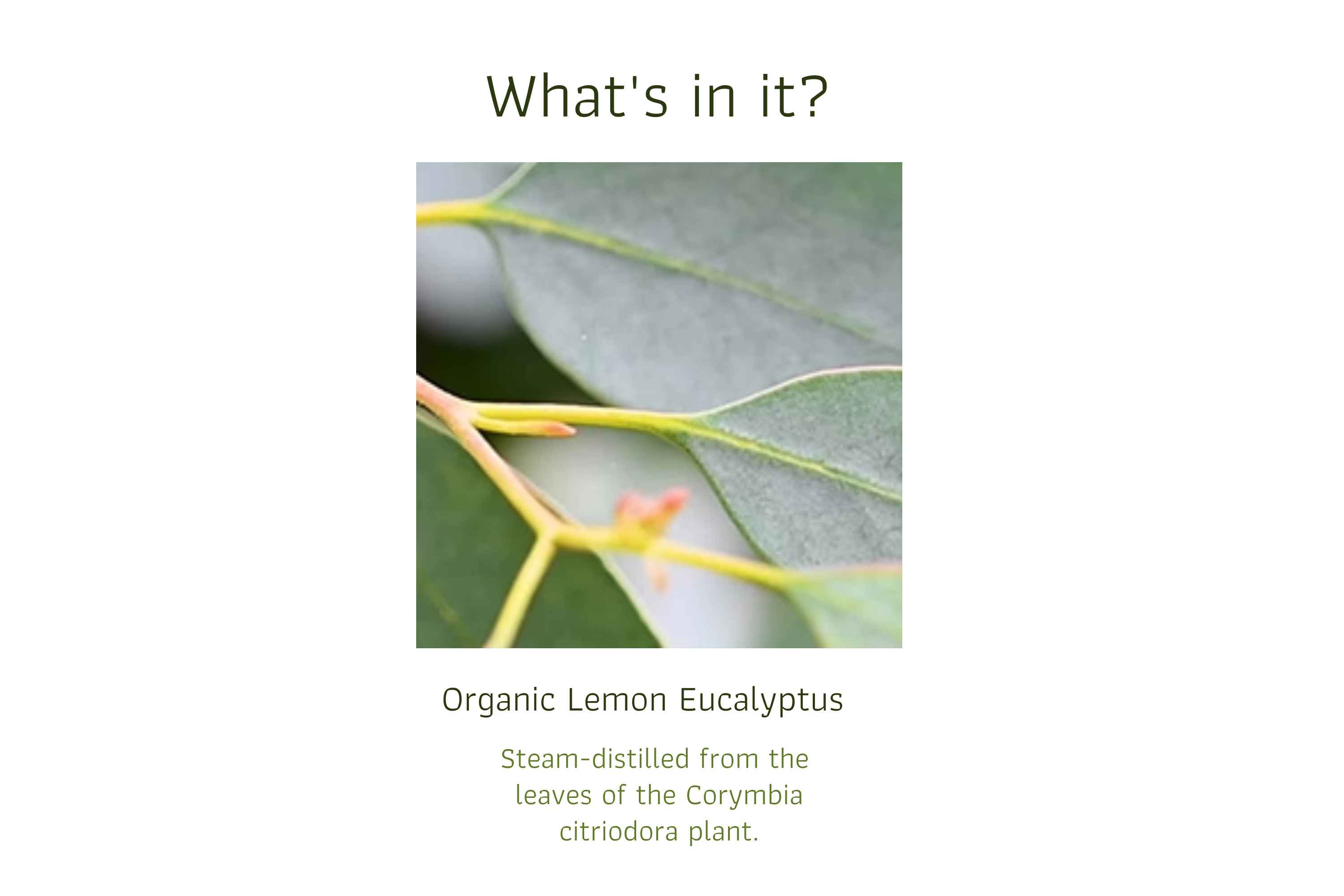 Organic Lemon Eucalyptus