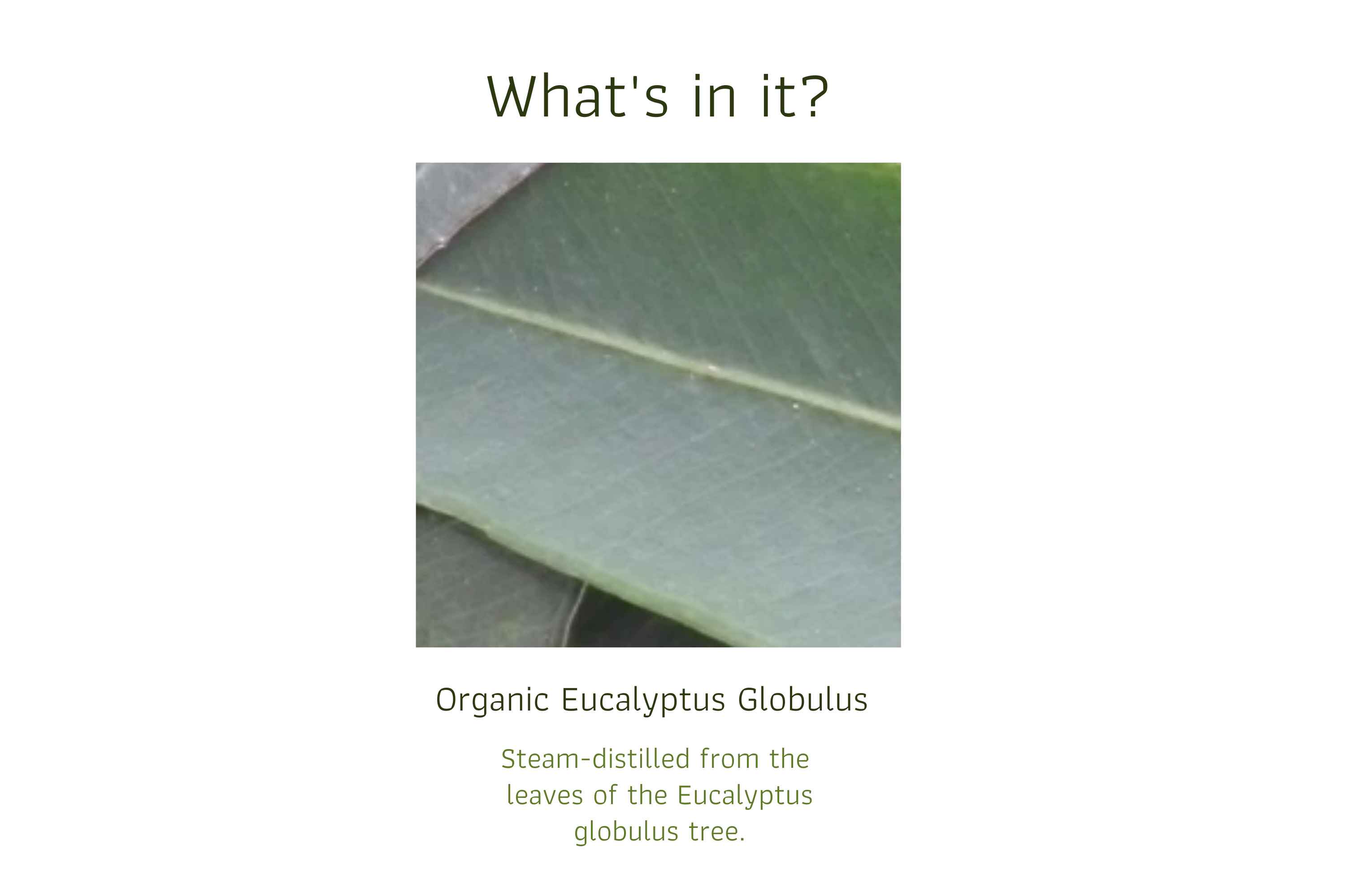 Organic Eucalyptus Globulus