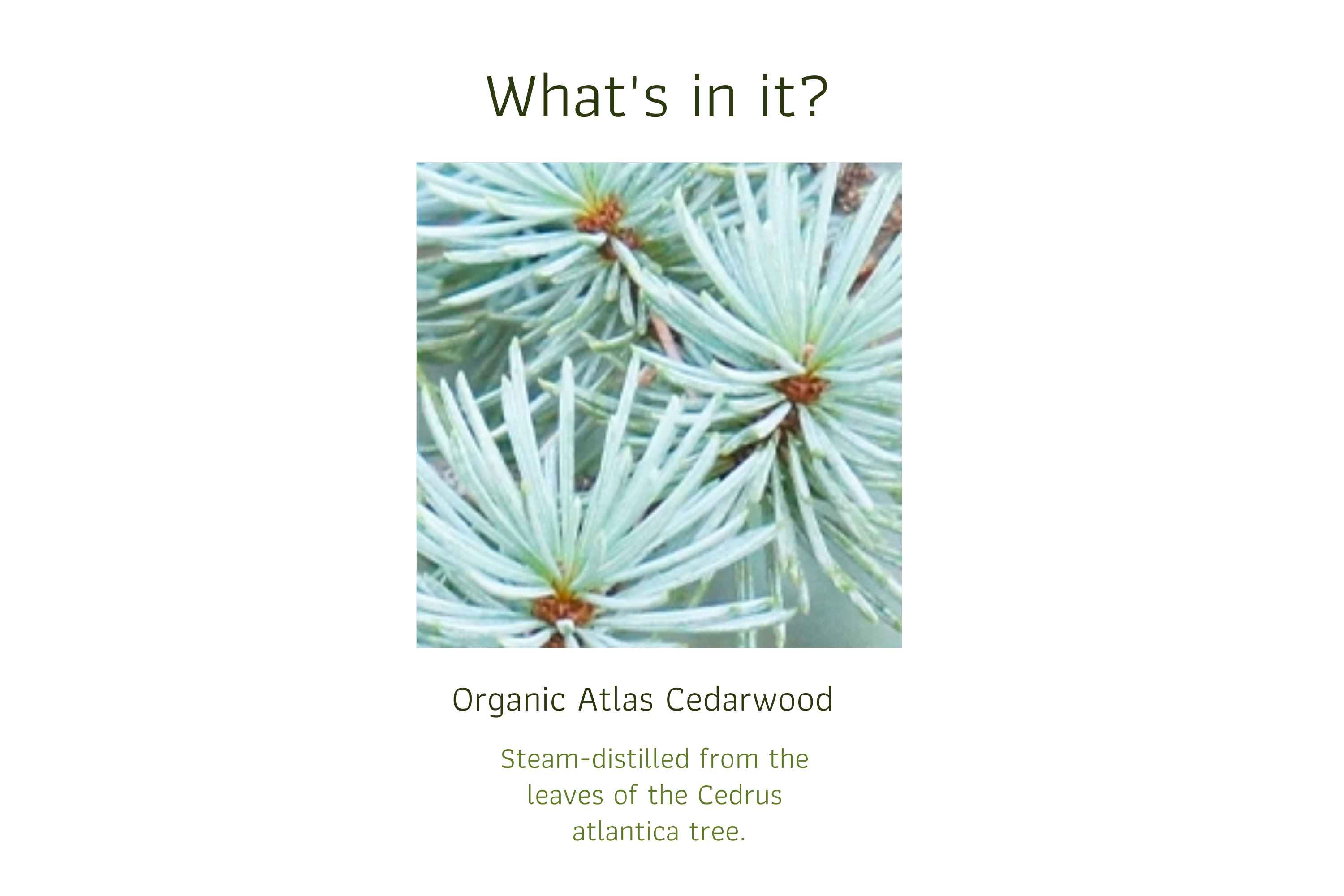 Organic Atlas Cedarwood