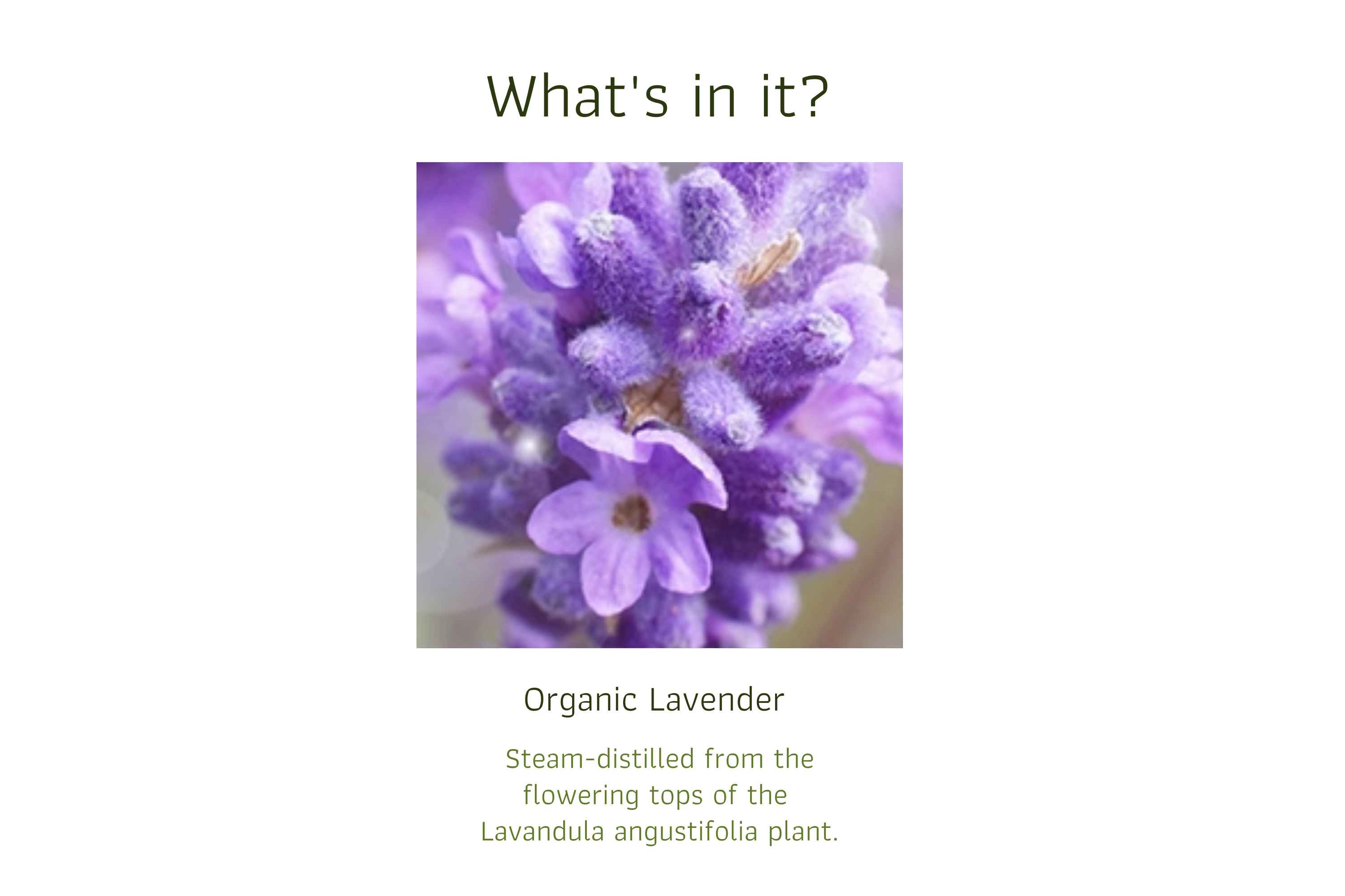 Organic Lavender