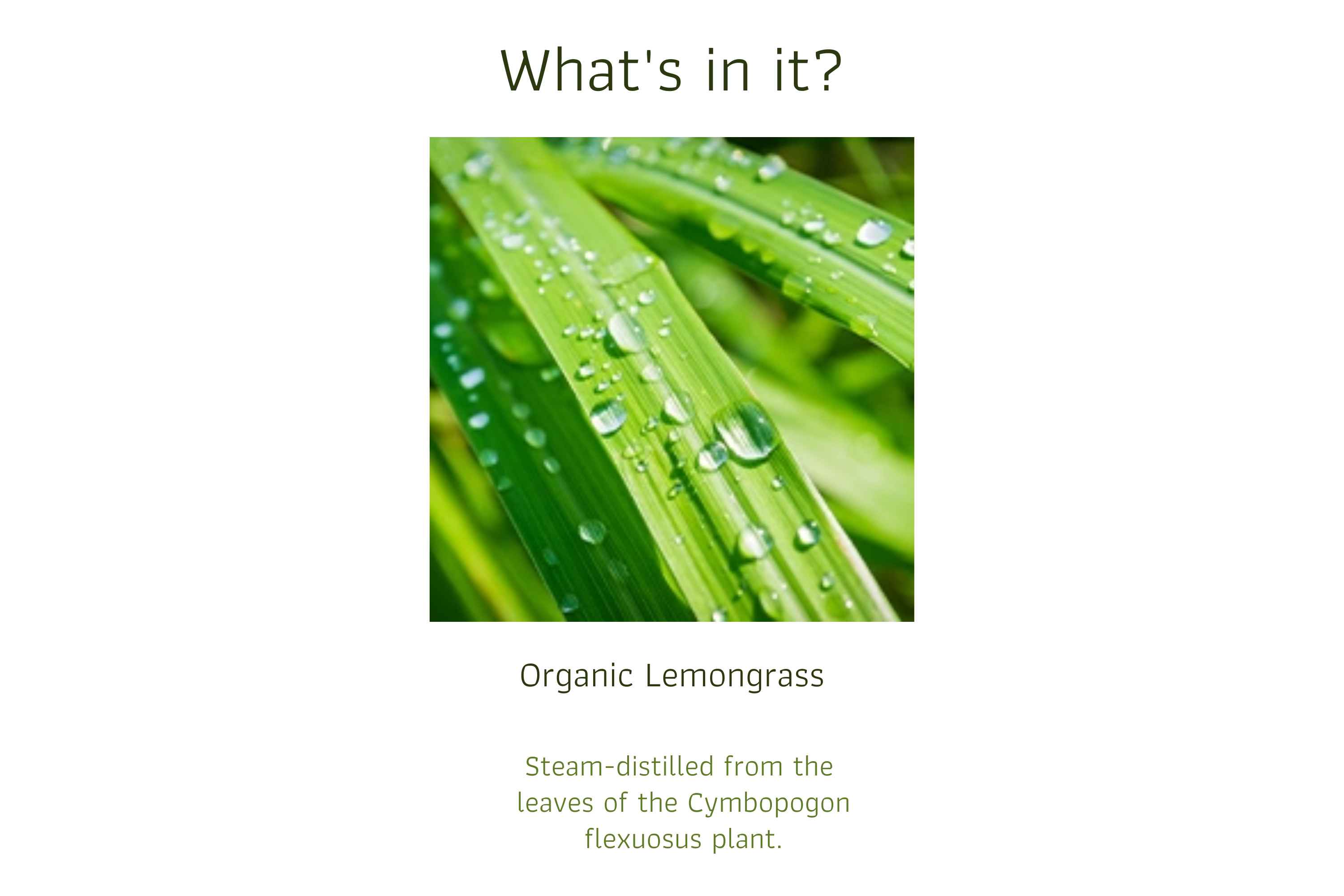 Organic Lemongrass