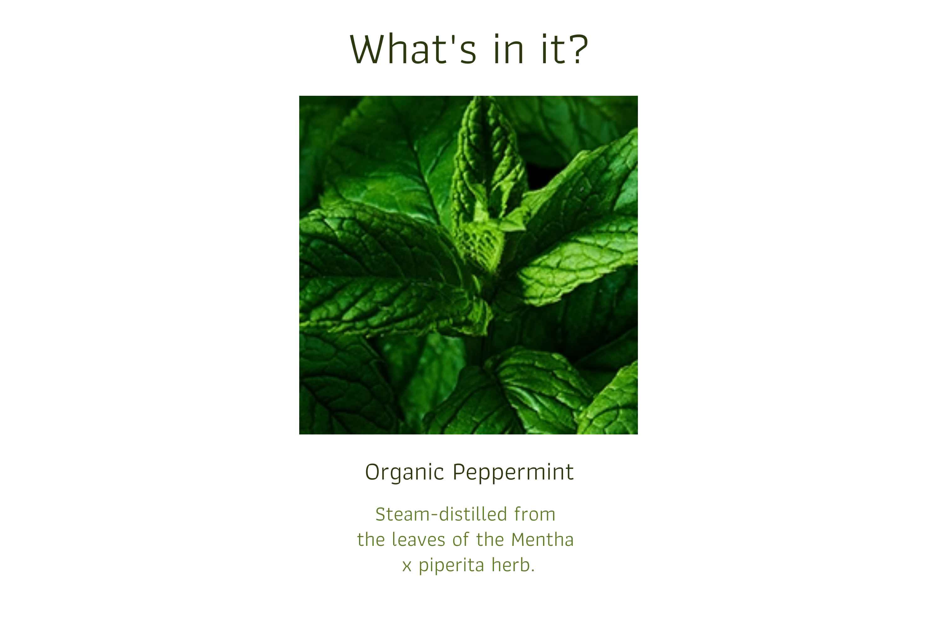 Organic Peppermint