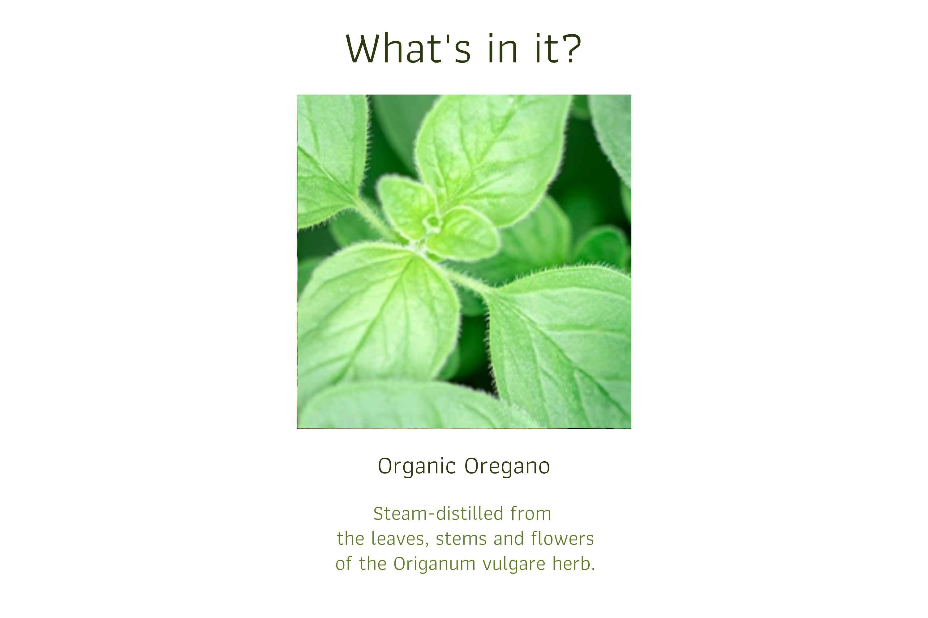 Organic Oregano